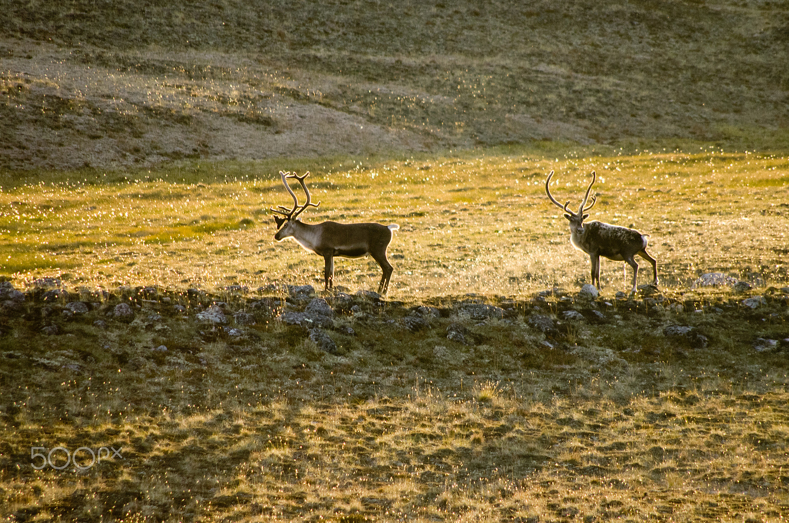 Pentax smc DA 55-300mm F4.0-5.8 ED sample photo. Reindeer photography