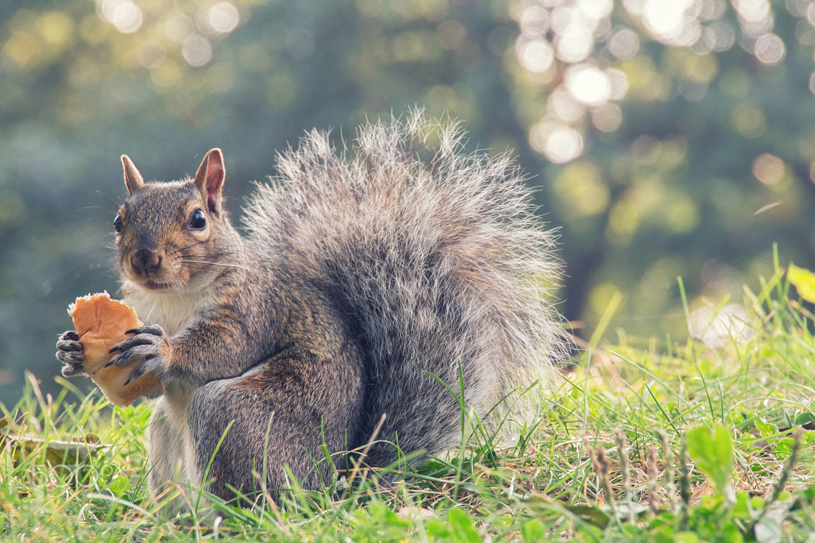 Canon EOS 650D (EOS Rebel T4i / EOS Kiss X6i) sample photo. Squirrel photography