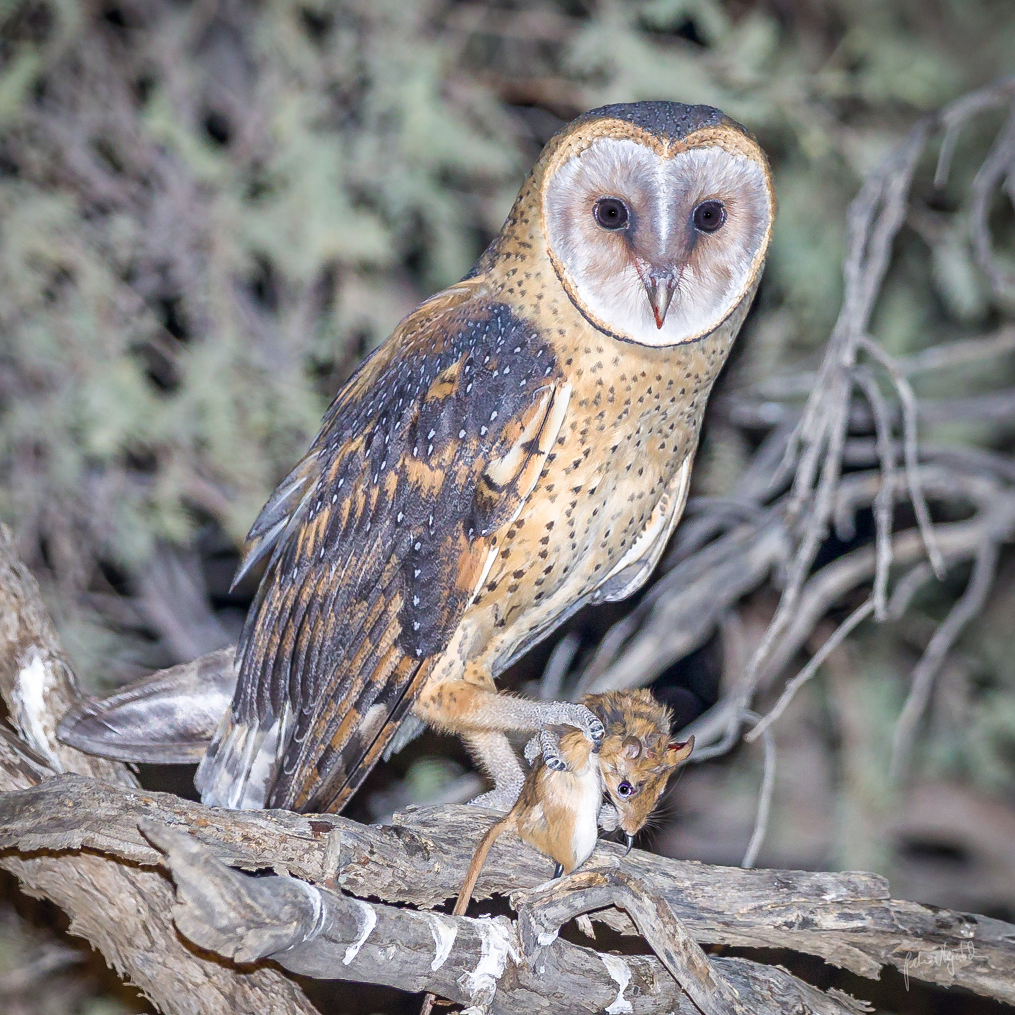 Canon EF 300mm F2.8L IS II USM sample photo. Barn owl photography