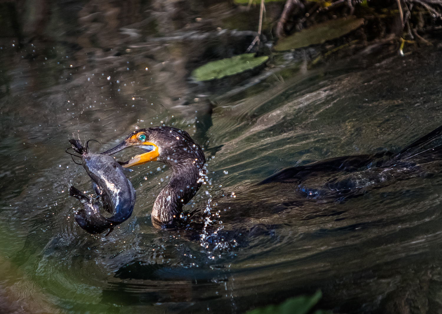Canon EF 70-200mm F2.8L IS USM sample photo. Catch, everglades photography