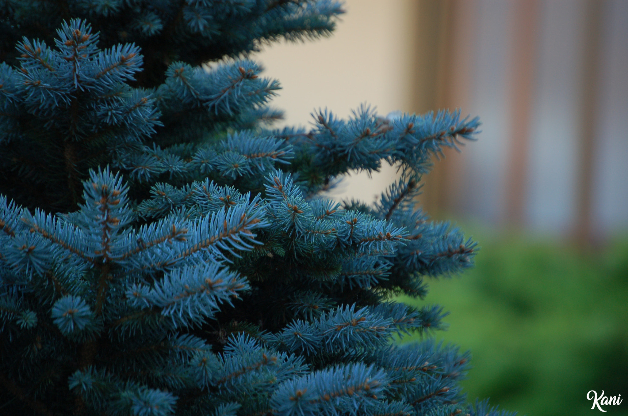 Nikon D50 sample photo. Abeto photography