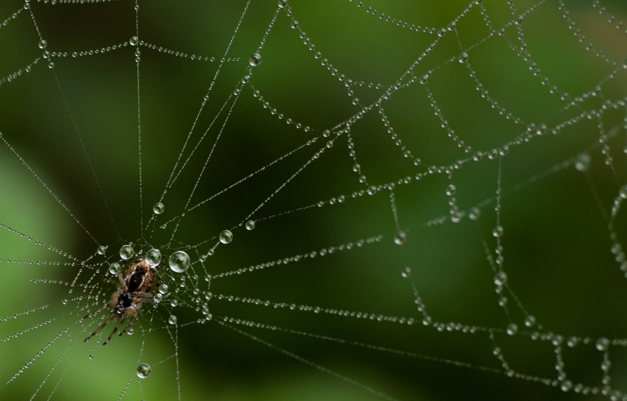 Canon EOS 500D (EOS Rebel T1i / EOS Kiss X3) + Canon EF 50mm F2.5 Macro sample photo. Spider web photography