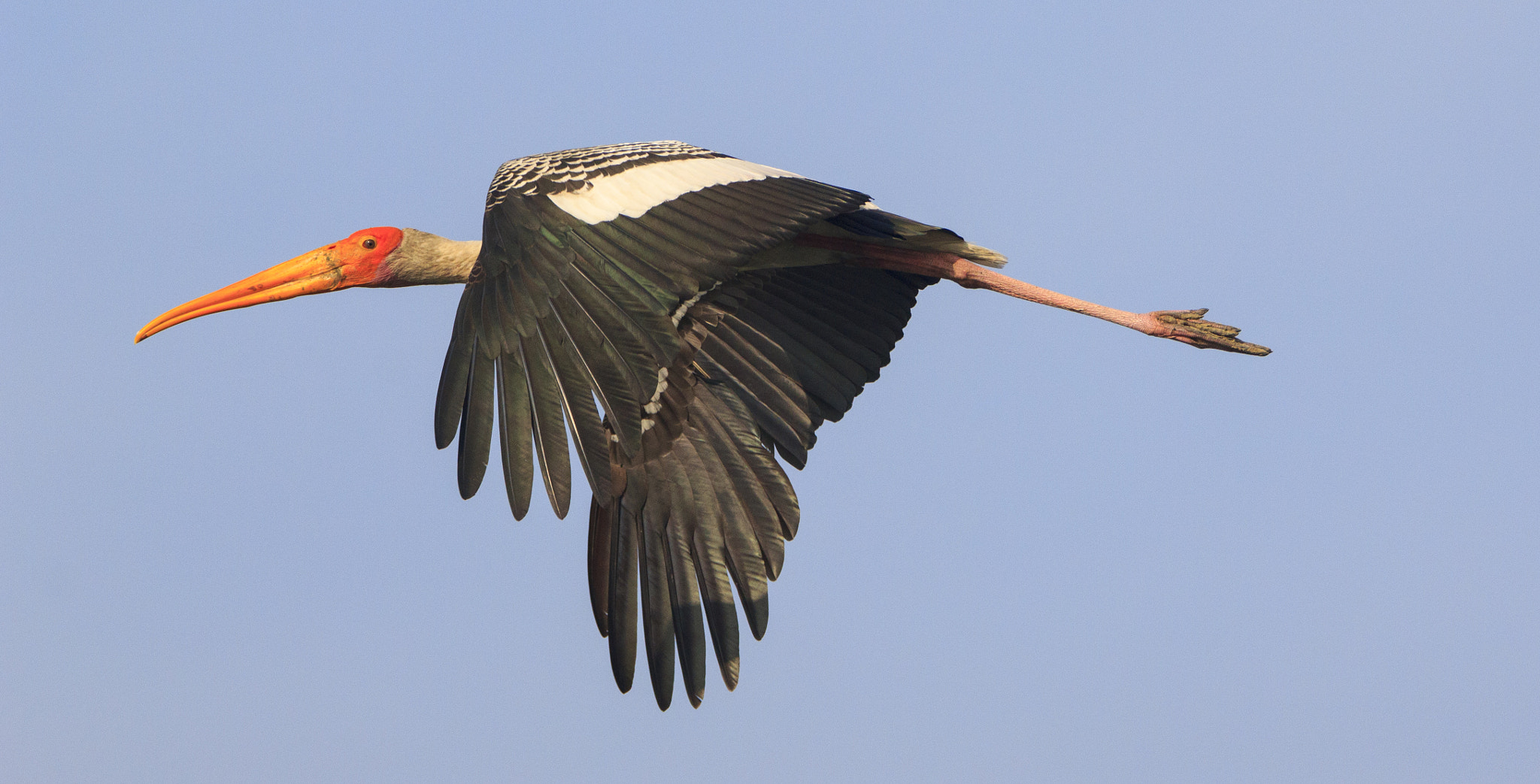 Tamron SP 150-600mm F5-6.3 Di VC USD sample photo. Soar photography