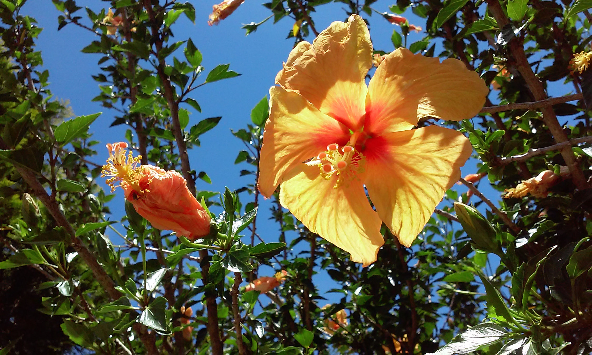 LG L70 sample photo