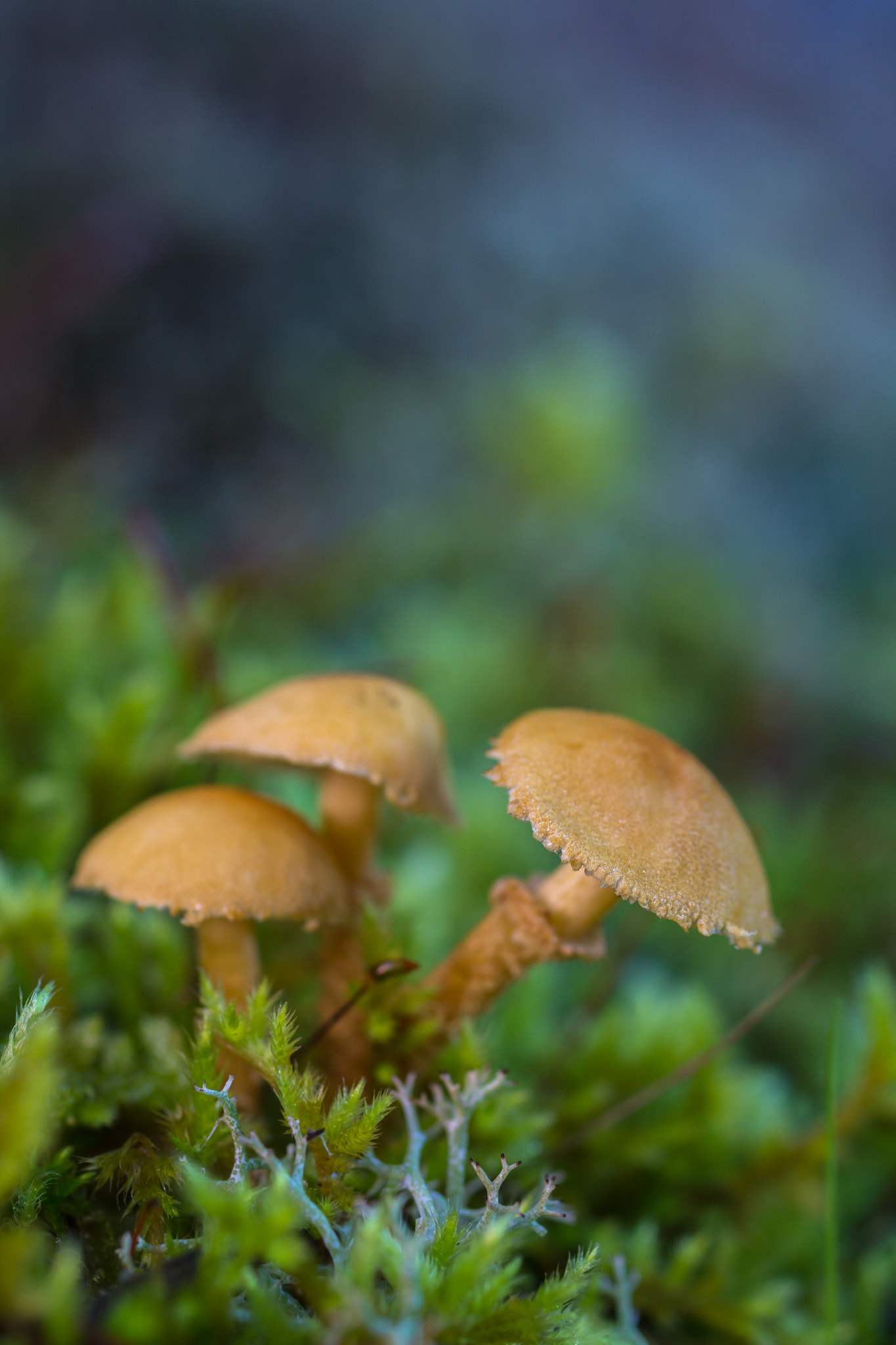 Canon EOS 60D + Sigma 50mm f/2.8 EX sample photo. Three small mushrooms photography