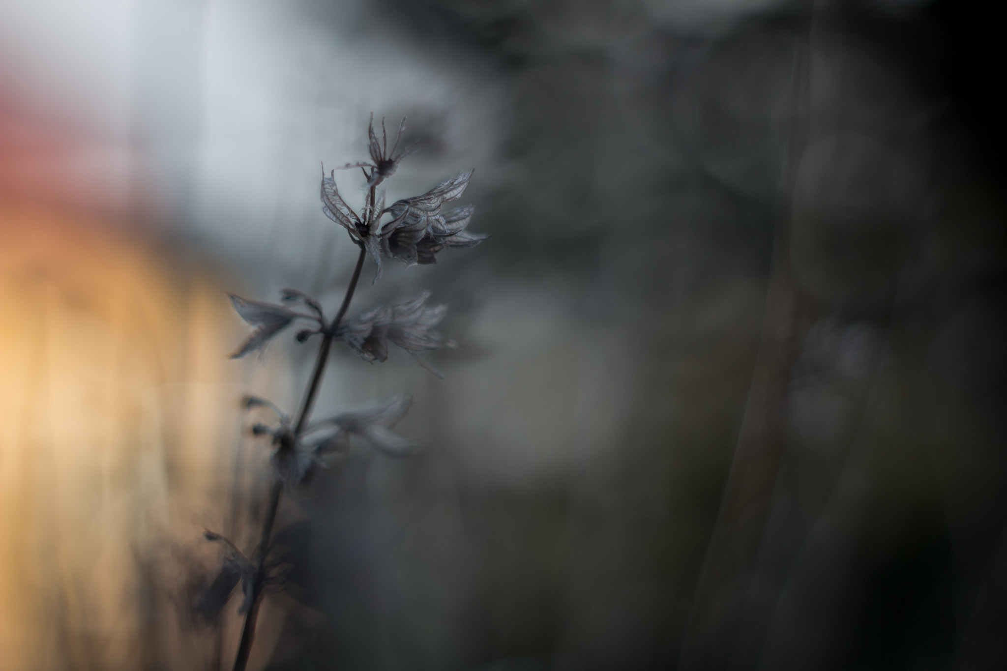 Canon EF 35-80mm f/4-5.6 sample photo. Winter flowers photography