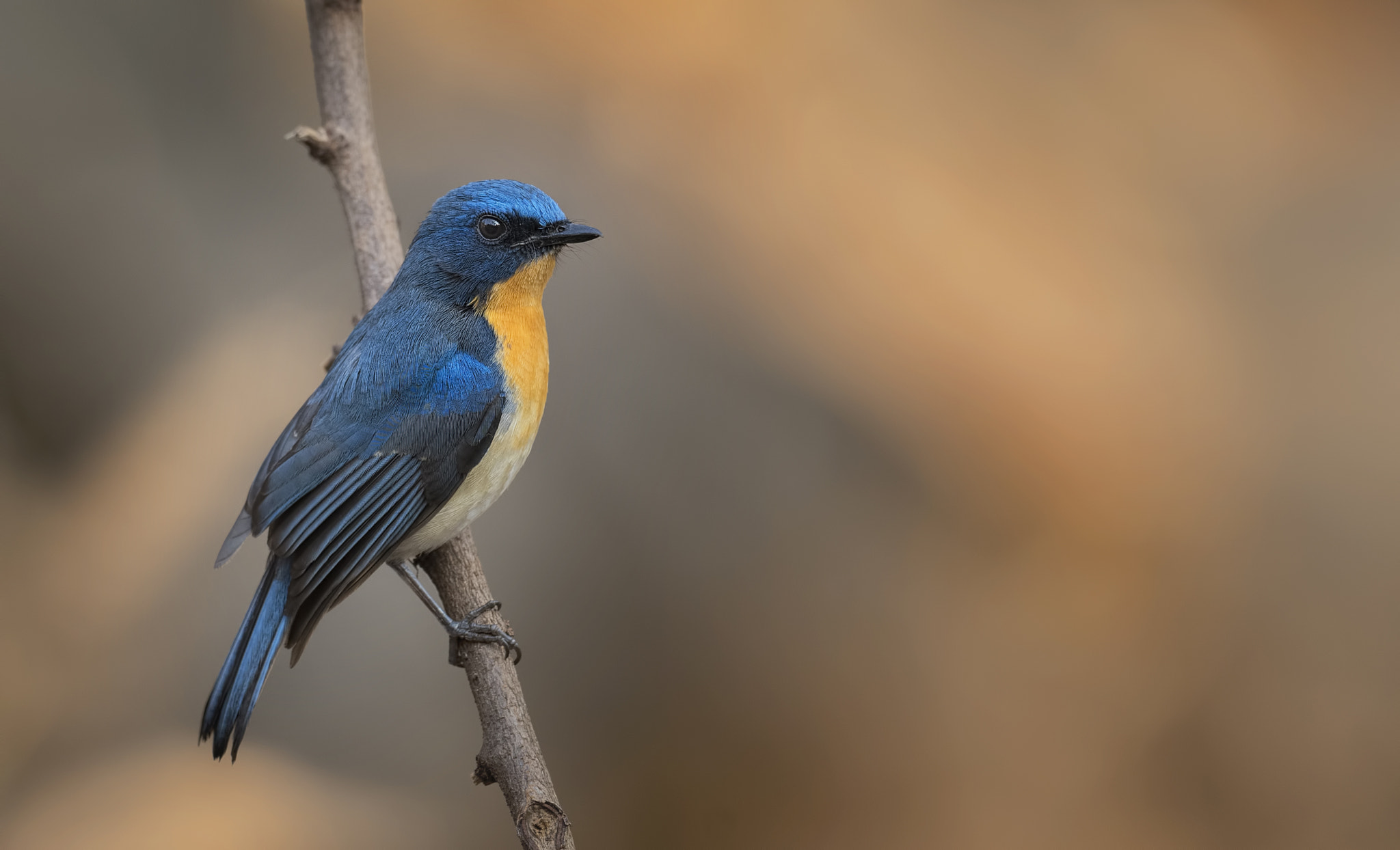 Nikon D750 + Nikon AF-S Nikkor 500mm F4G ED VR sample photo. Tickells blue flycatcher photography