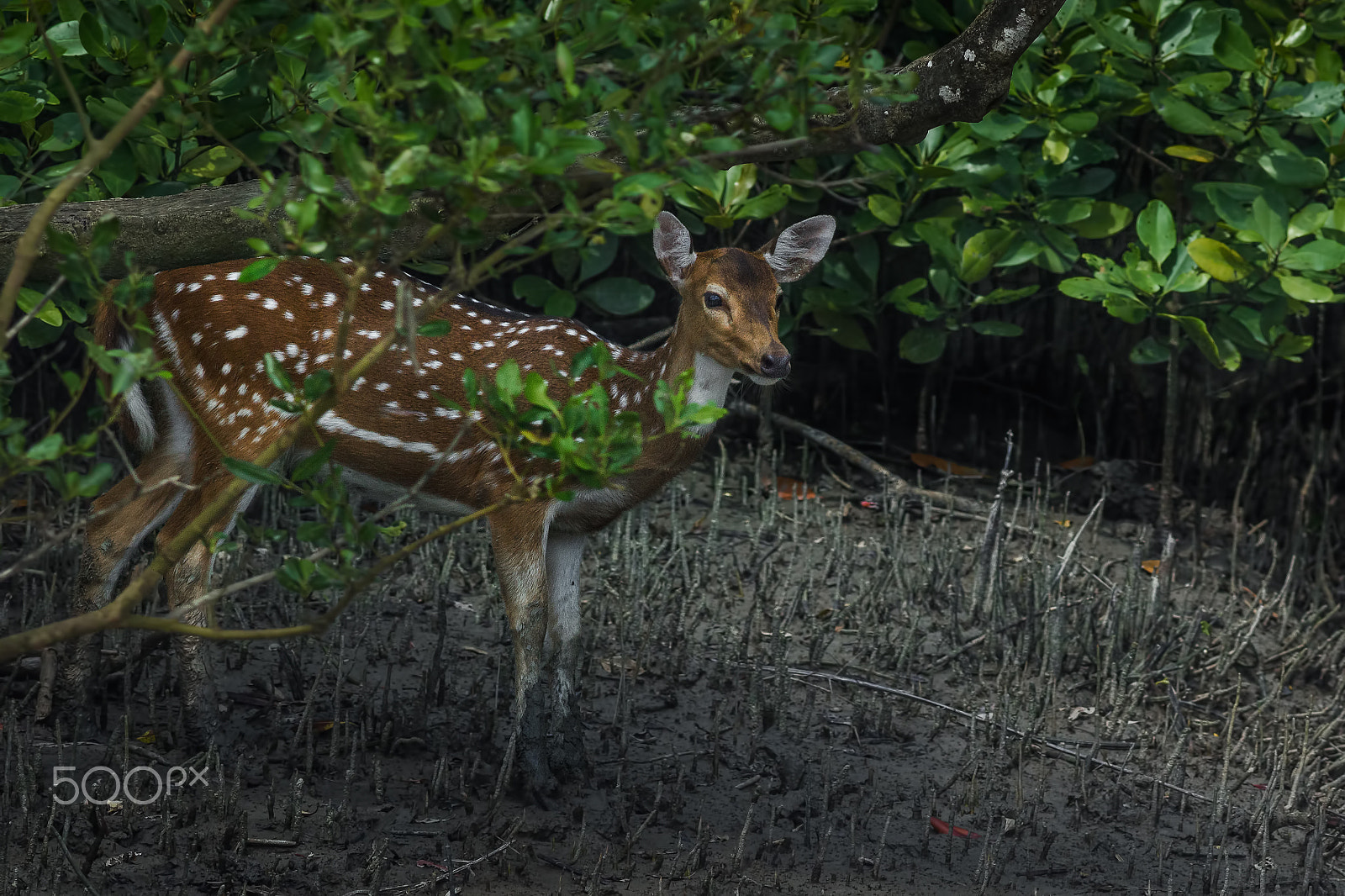 Canon EF 400mm F5.6L USM sample photo. Wild encounter photography