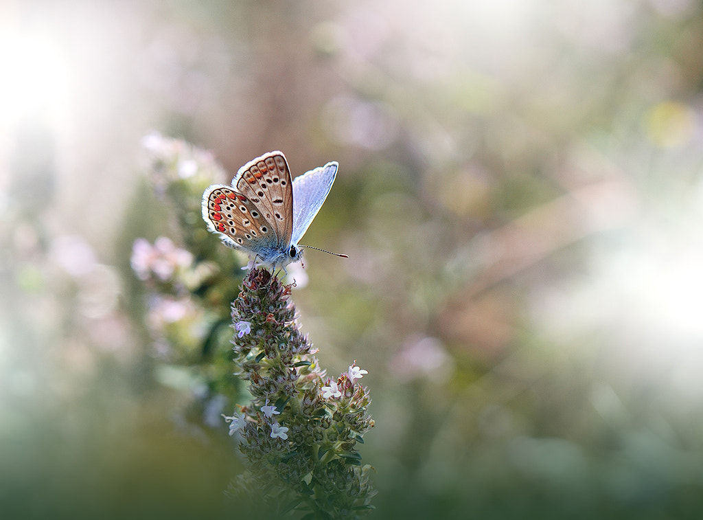 ~~``~~ by Juliana Nan on 500px.com