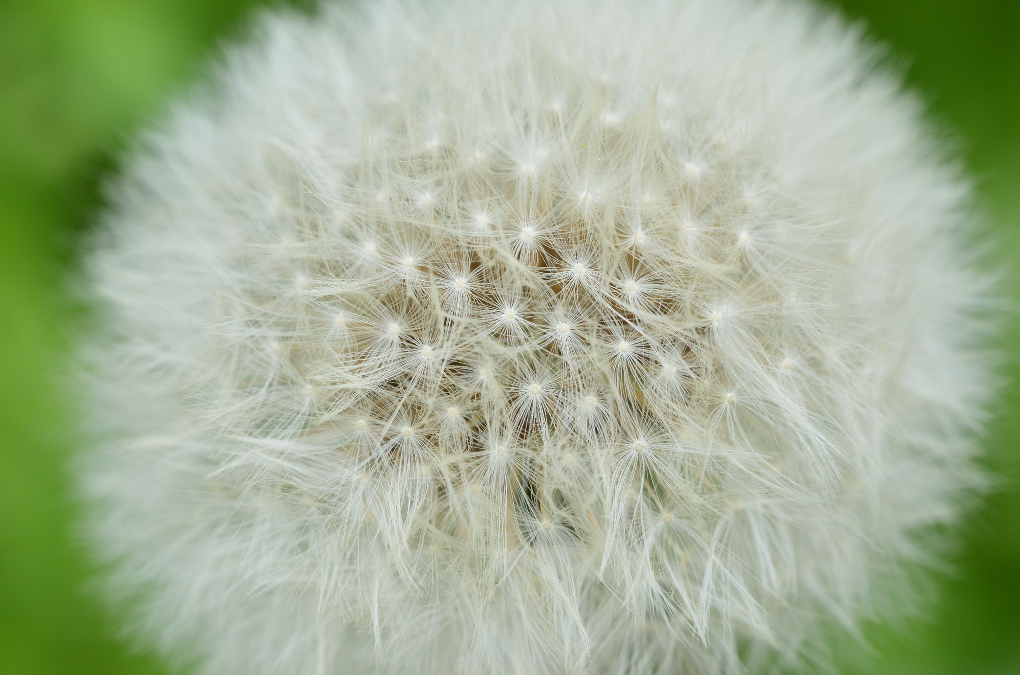Sigma 150mm F2.8 EX DG OS Macro HSM sample photo. Network cliché photography