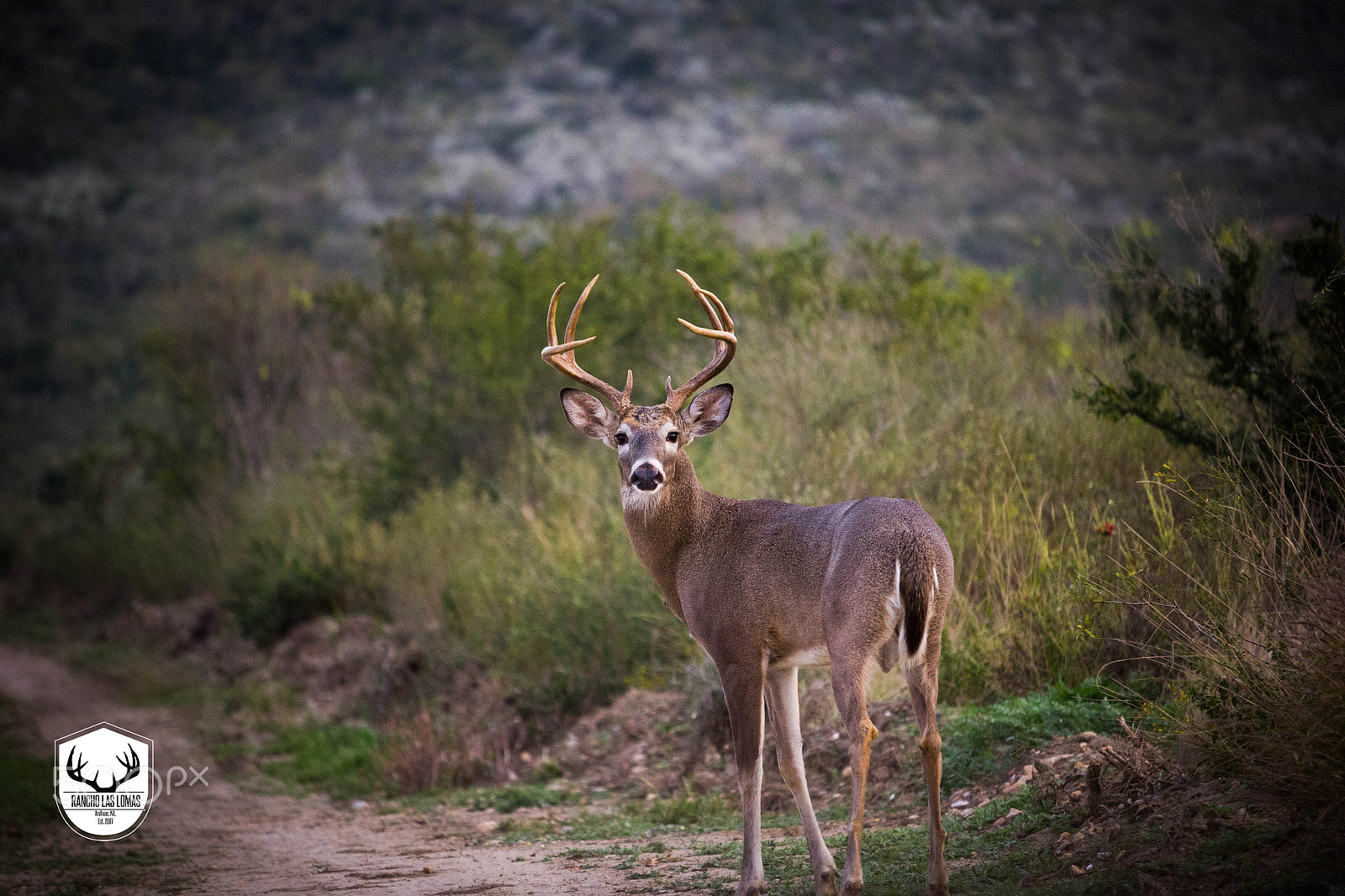 Canon EF-S 55-250mm F4-5.6 IS STM sample photo. Whitetailed deer photography