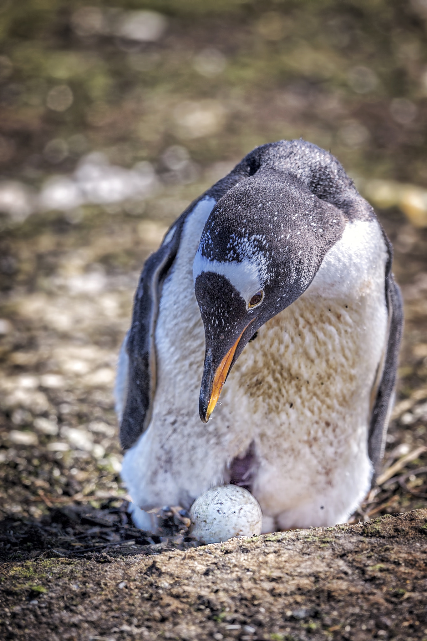 Nikon D5 sample photo. Papua penguins photography