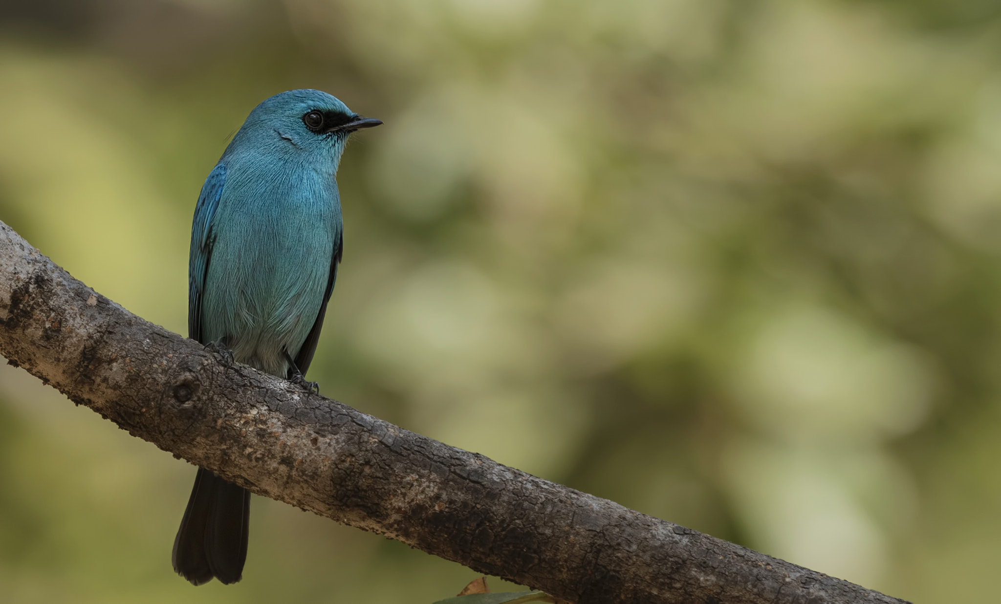 Nikon D750 + Nikon AF-S Nikkor 500mm F4G ED VR sample photo. Verditer flycatcher photography