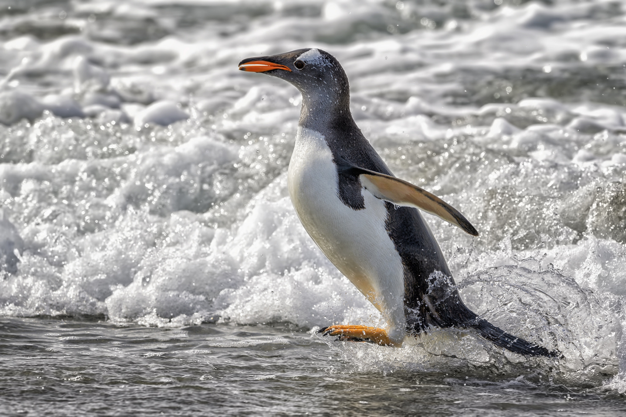 Nikon D5 sample photo. Papua penguins photography