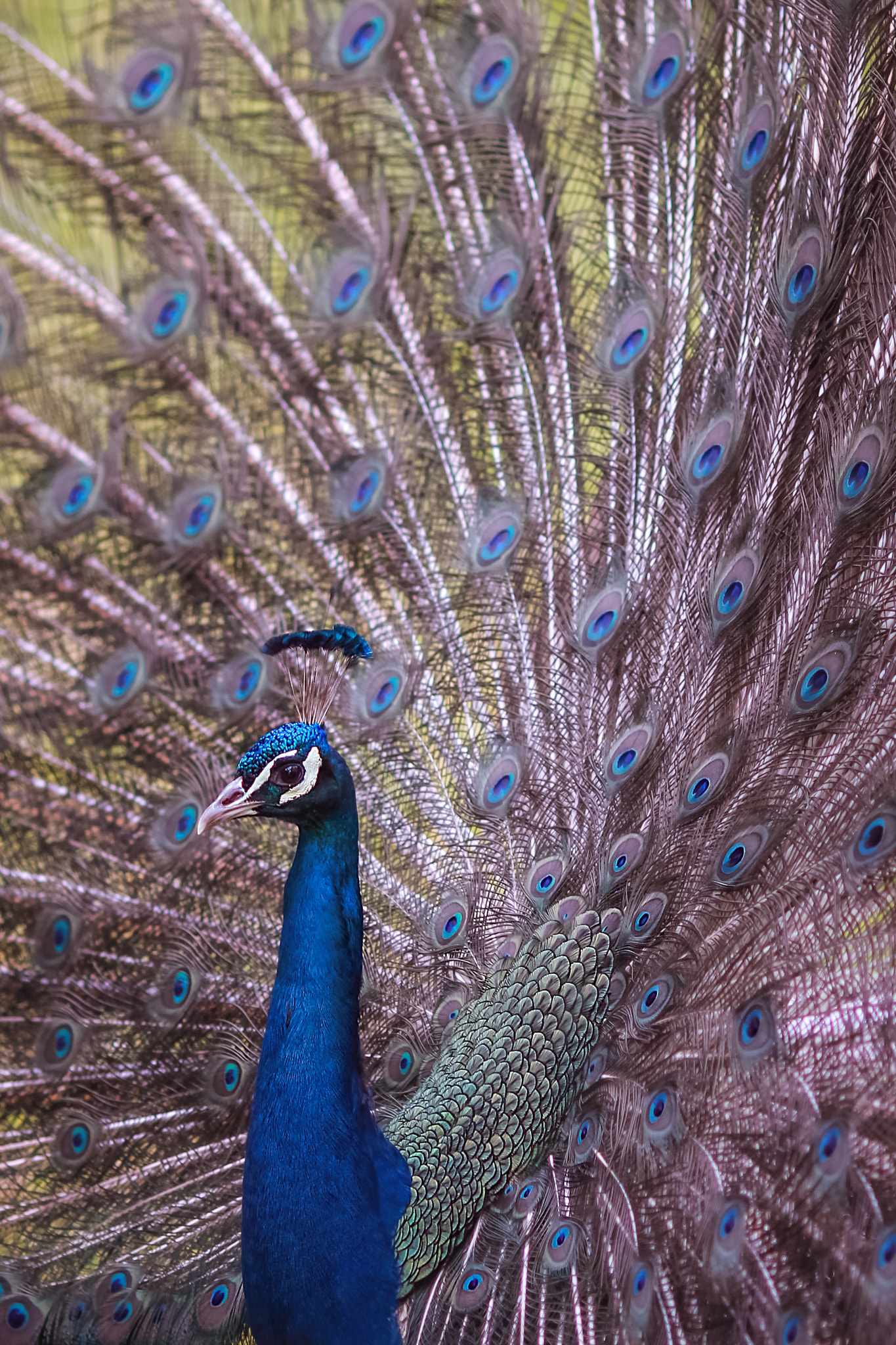 Canon EOS 550D (EOS Rebel T2i / EOS Kiss X4) + Canon EF 135mm F2L USM sample photo. Peacock at zoo photography