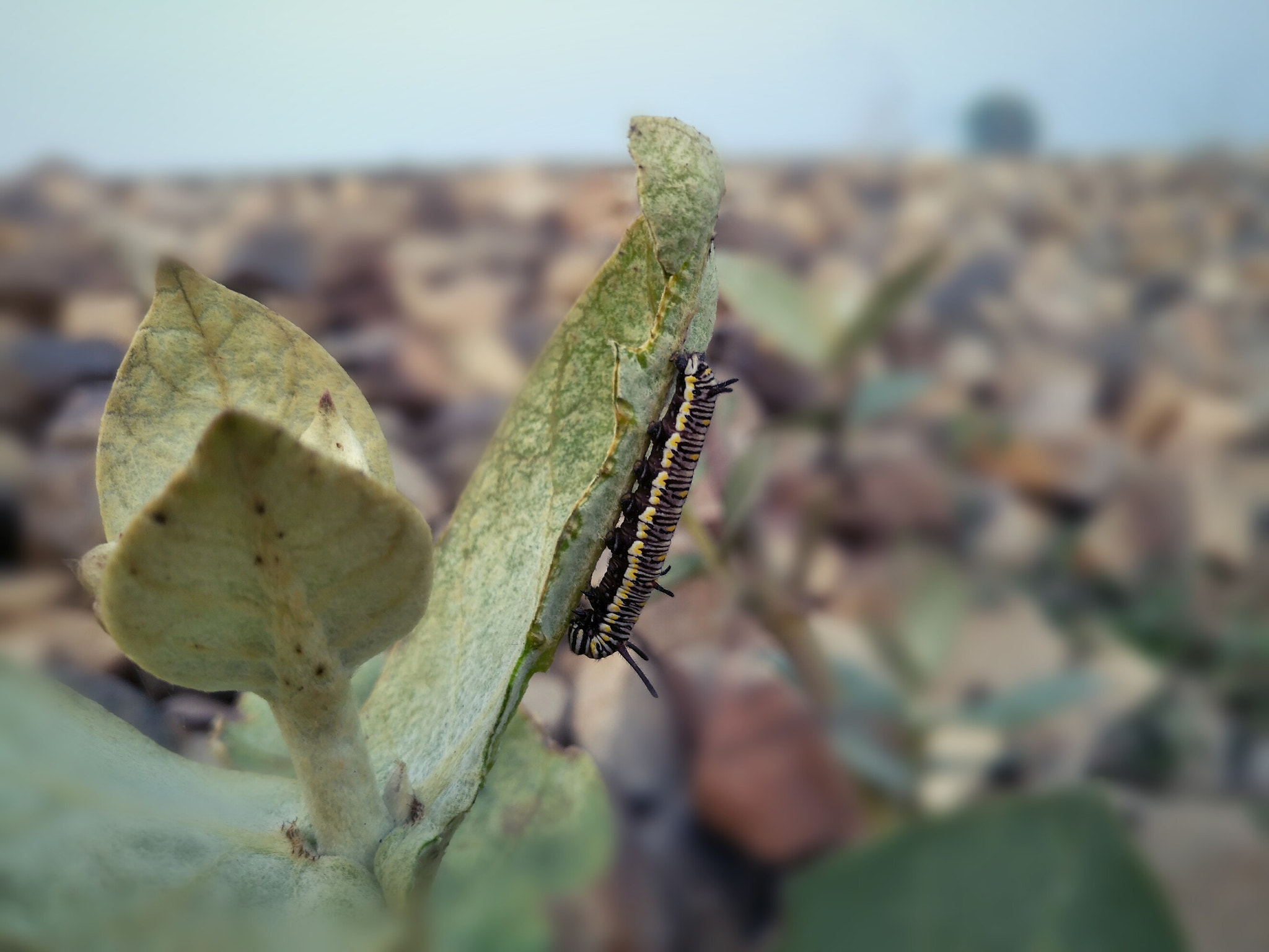 nubia Z11 MINI sample photo