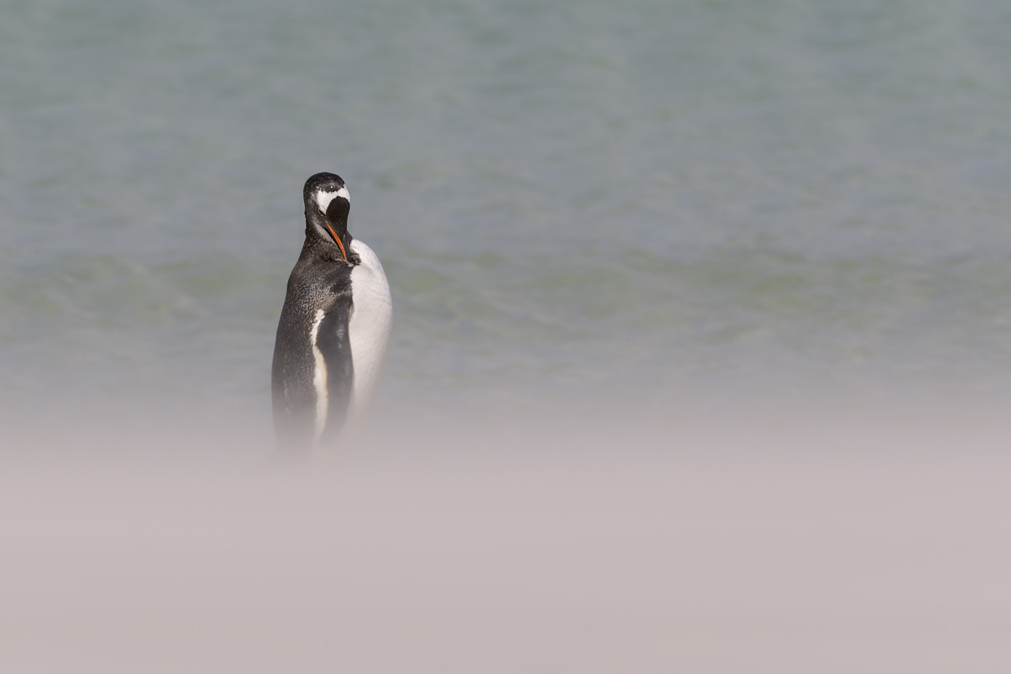 Nikon D5 sample photo. Papua penguins photography