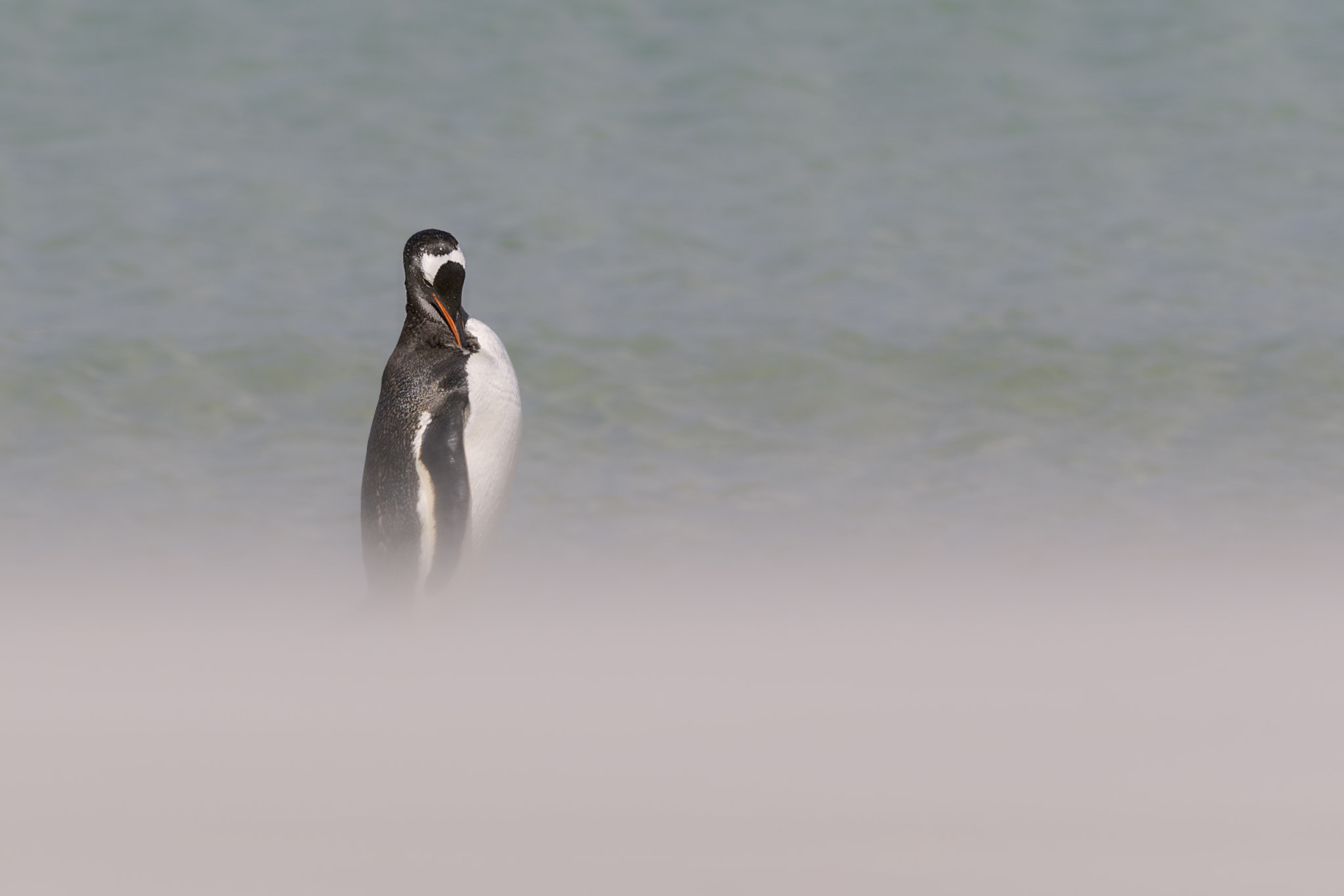 Nikon D5 + Nikon AF-S Nikkor 500mm F4G ED VR sample photo. Papua penguins photography