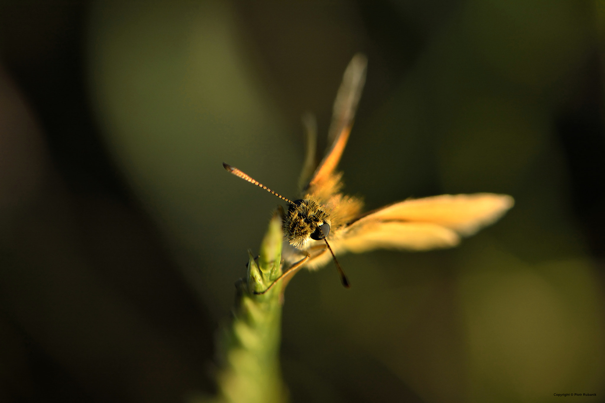 Nikon AF-S DX Micro-Nikkor 85mm F3.5G ED VR sample photo. Face to face... photography