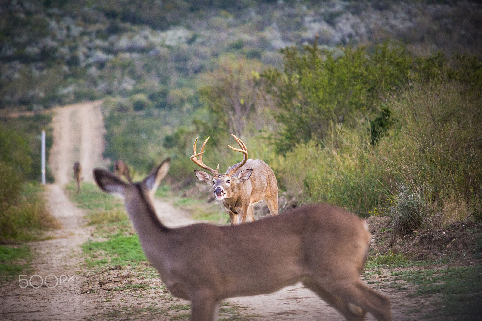 Canon EF-S 55-250mm F4-5.6 IS STM sample photo. Rut season photography