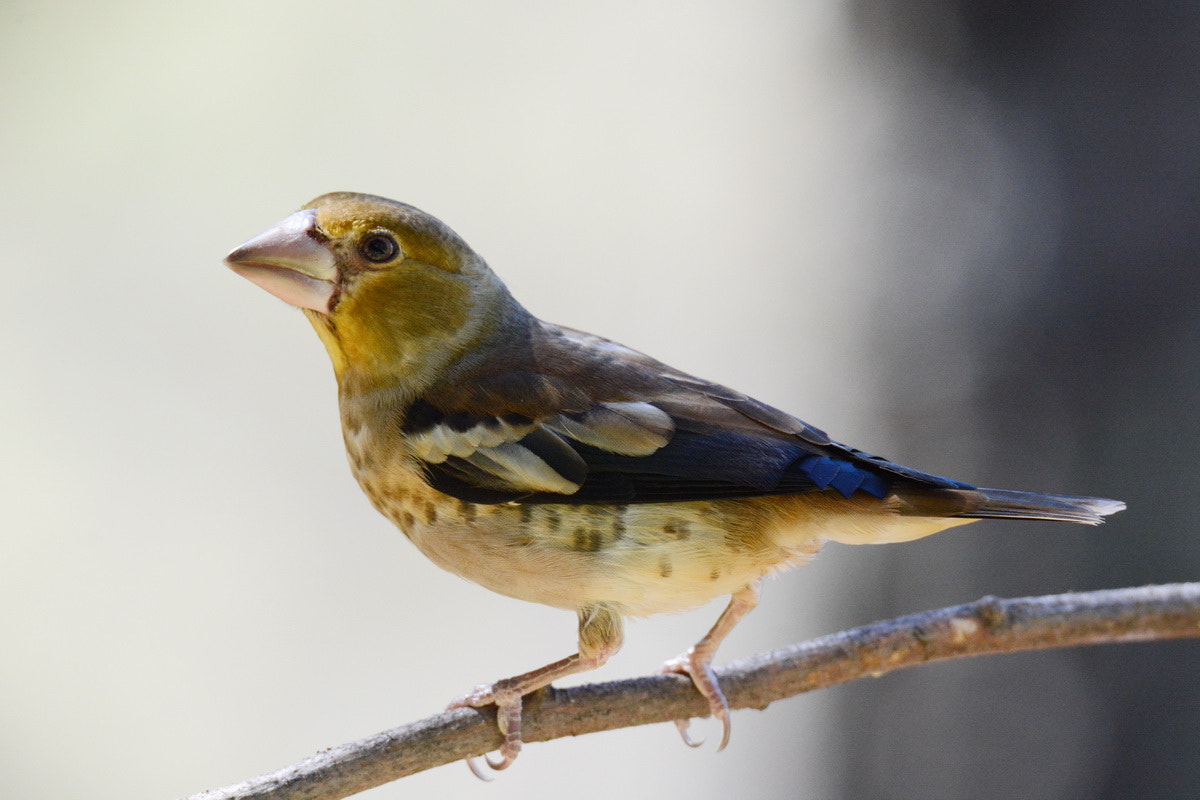 Sigma 150-600mm F5-6.3 DG OS HSM | S sample photo. Picogordo (coccothraustes coccothraustes) photography