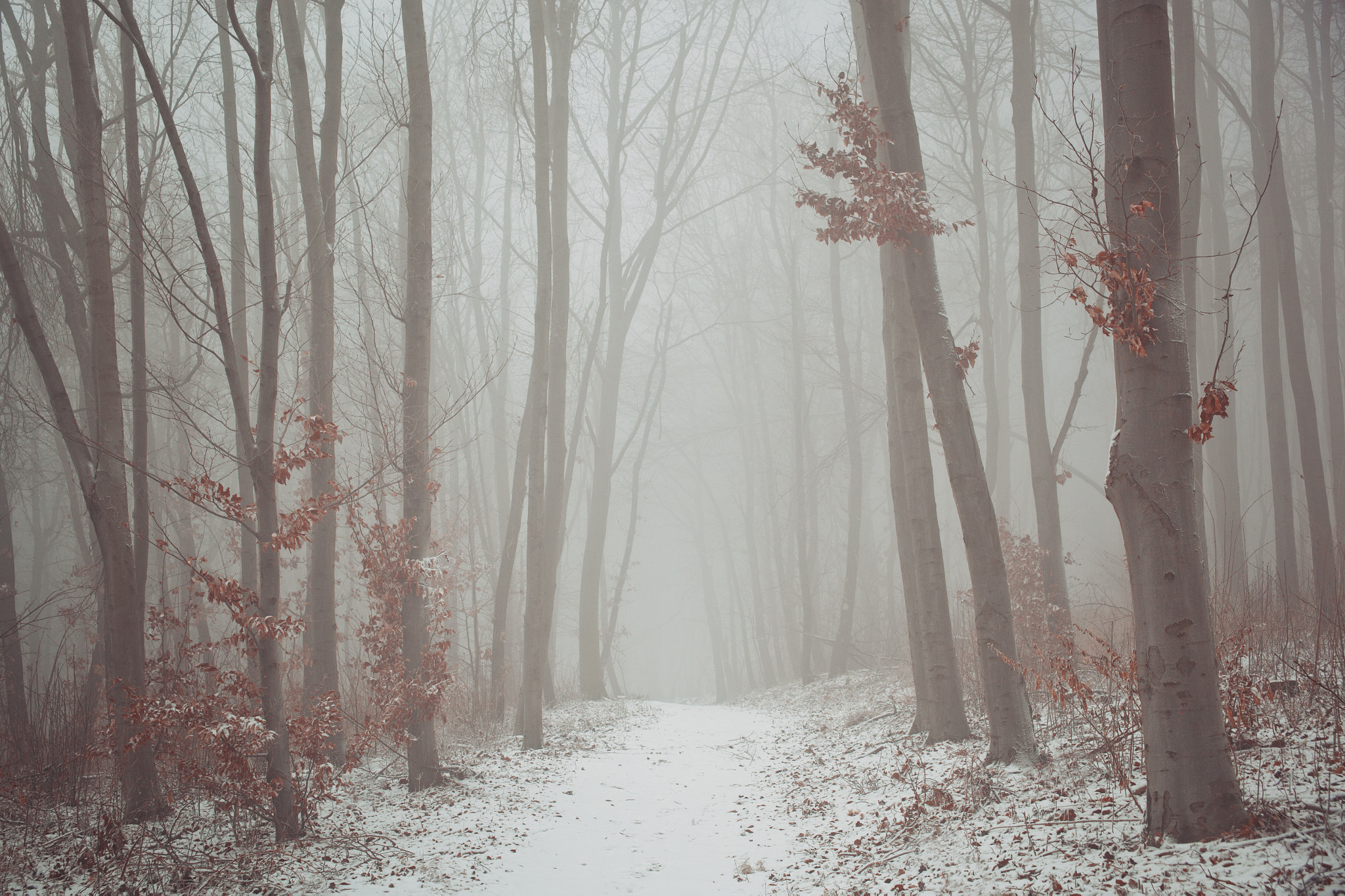 Canon EF 28-105mm f/3.5-4.5 USM sample photo. Winter colours photography