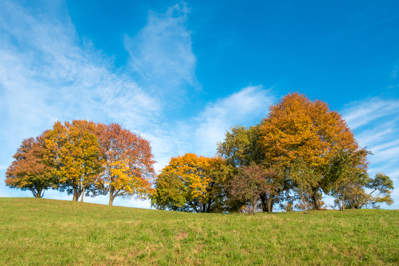 Panasonic Lumix DMC-GX85 (Lumix DMC-GX80 / Lumix DMC-GX7 Mark II) sample photo. Trees in the olympian parc of munchen photography