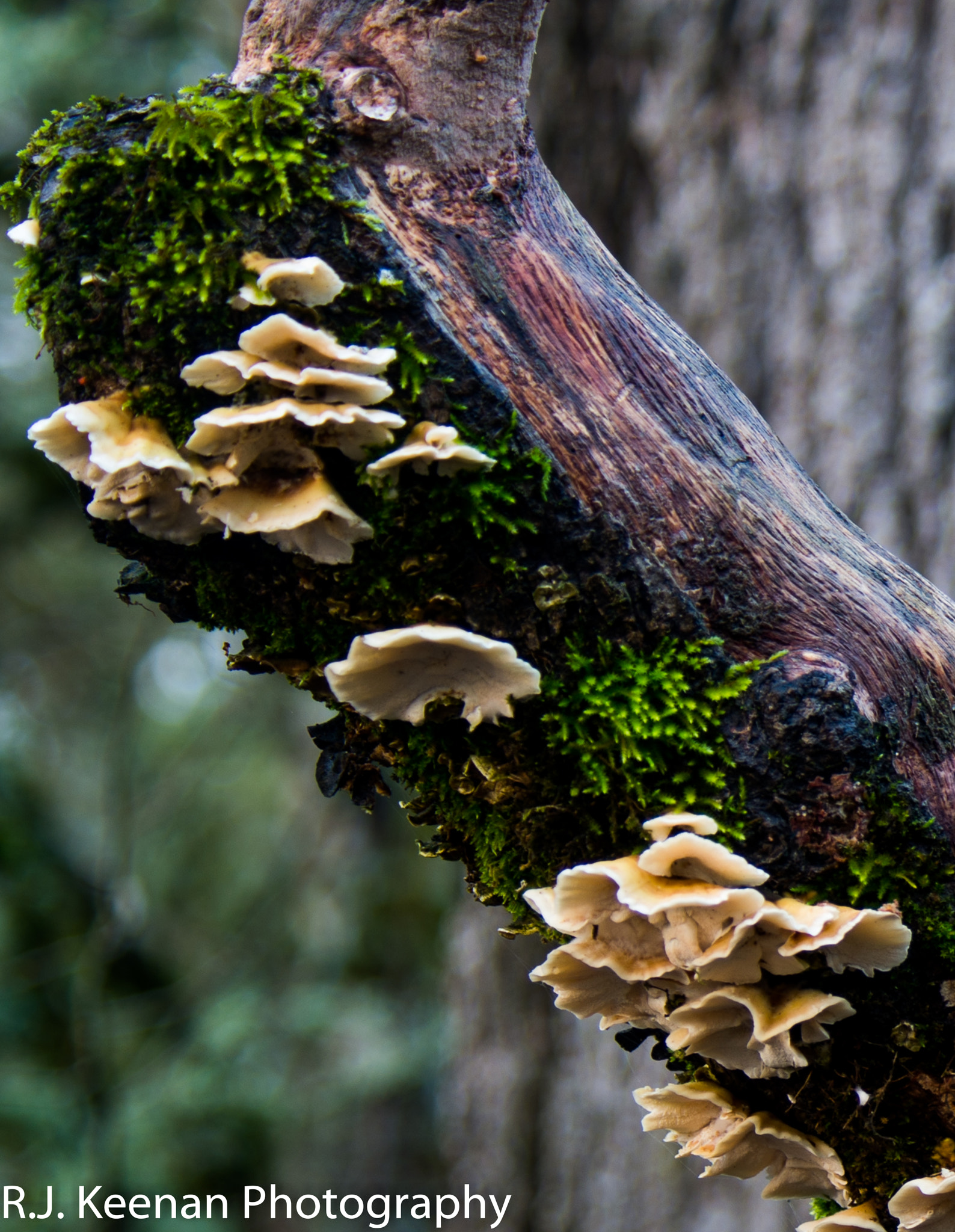 Nikon D600 sample photo. Wild mushrooms photography