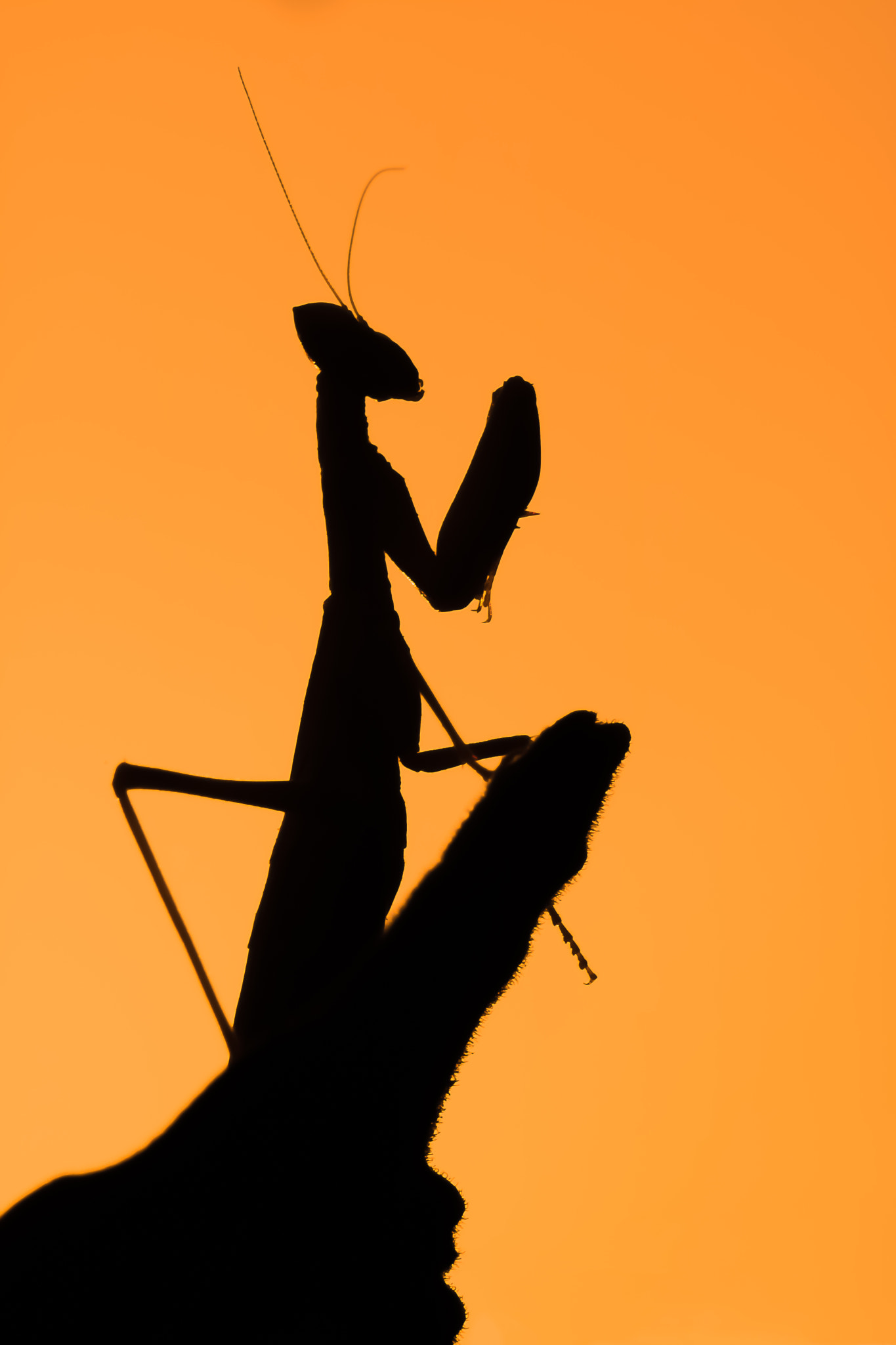 Canon EF 100mm F2.8L Macro IS USM sample photo. Mantis silhouette photography