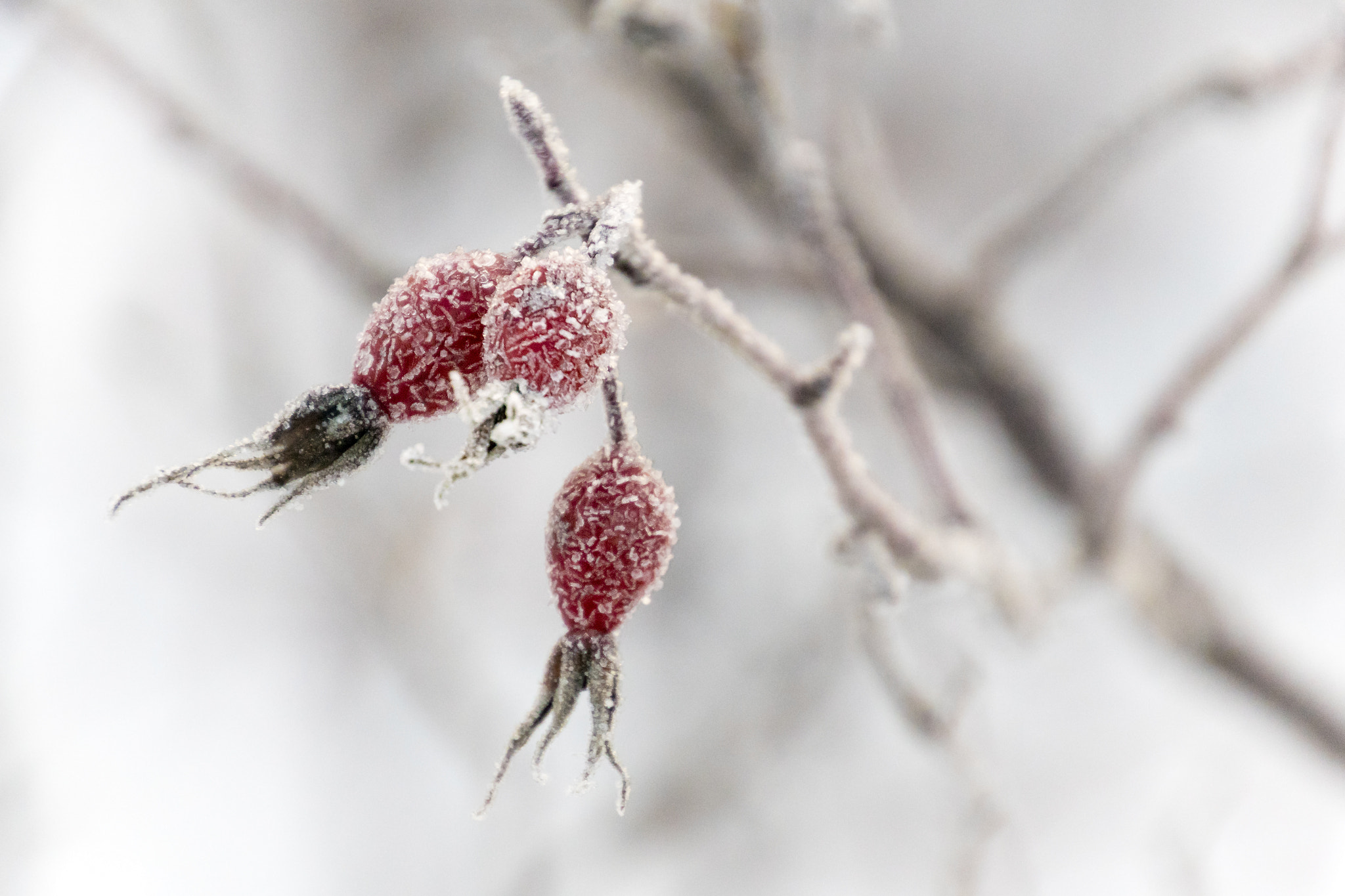 Sony ILCA-77M2 sample photo. Winter briar photography