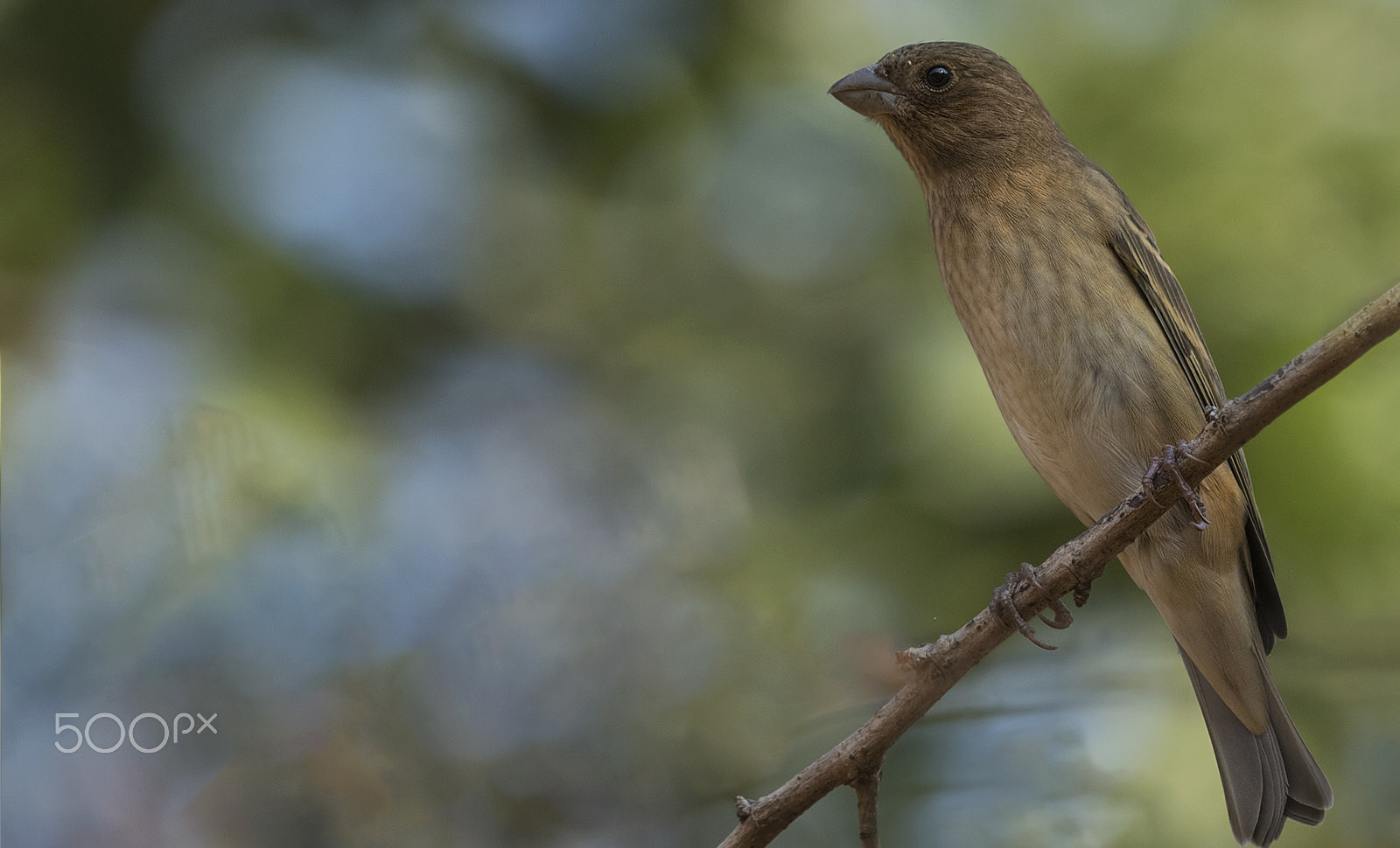 Nikon D750 + Nikon AF-S Nikkor 500mm F4G ED VR sample photo. Common rosefinch photography