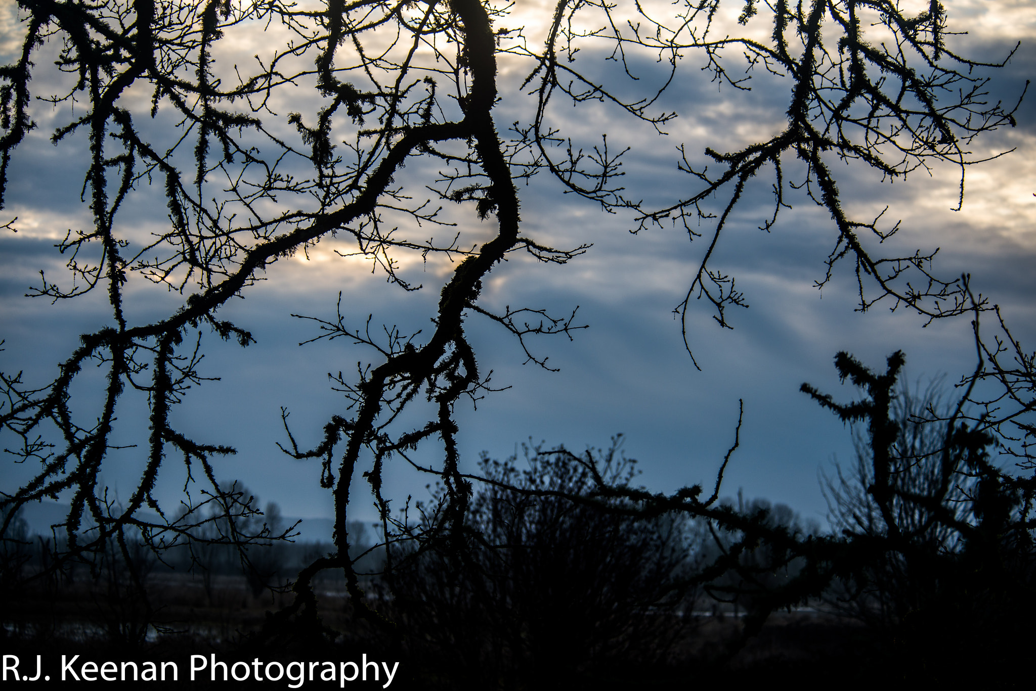 Nikon D600 sample photo. Branches in silhouette photography
