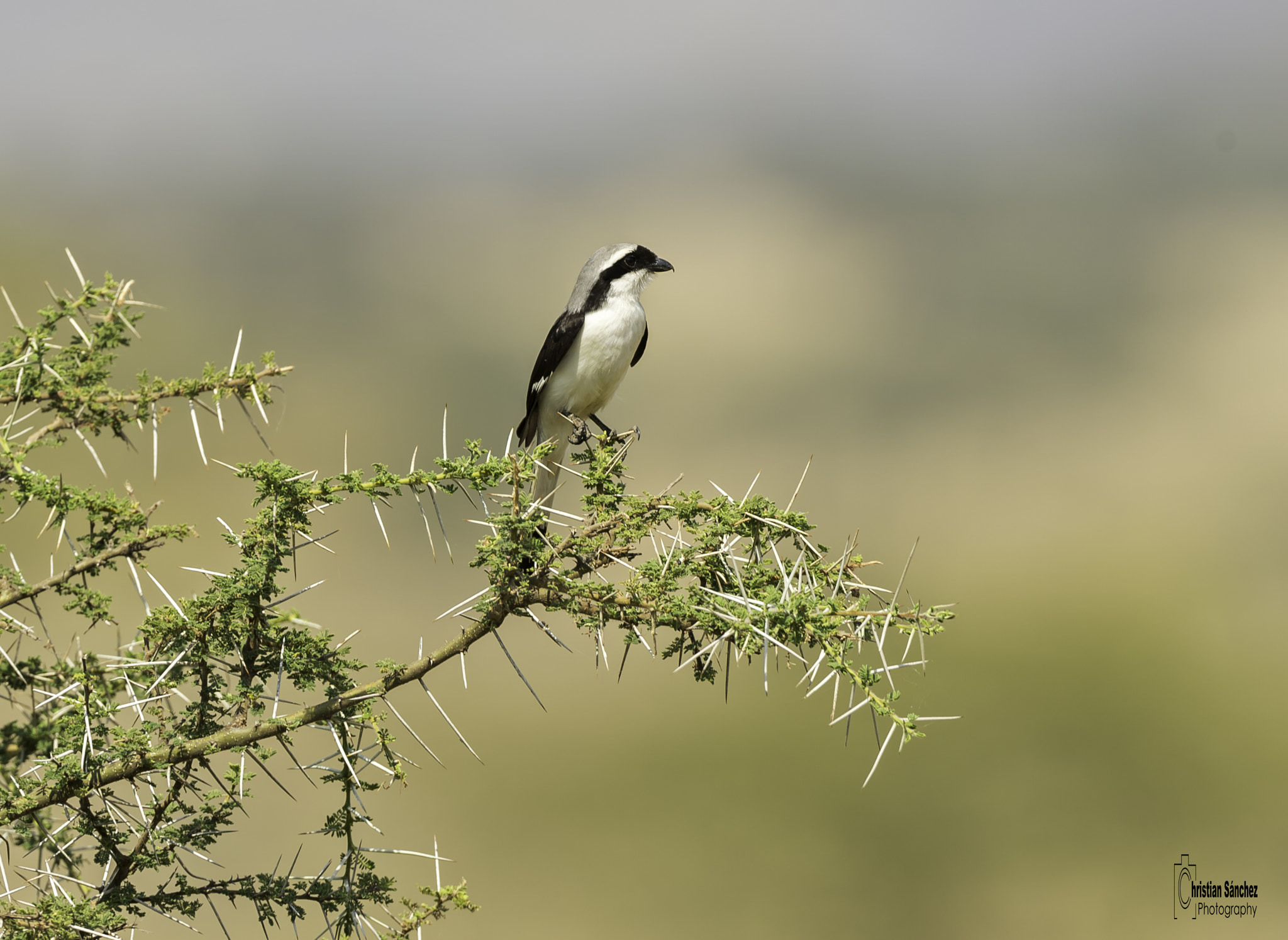 Nikon AF-S Nikkor 400mm F2.8G ED VR II sample photo. White-crowned shrike photography