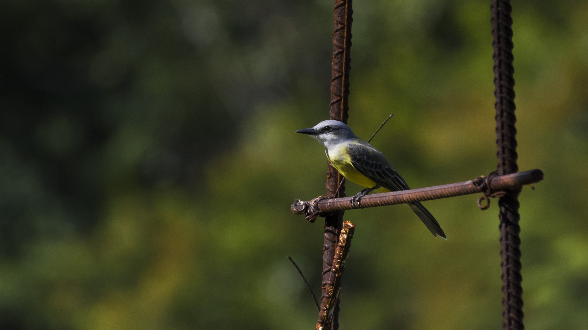 Canon EF 70-200mm F2.8L IS II USM sample photo. Don't pull away photography