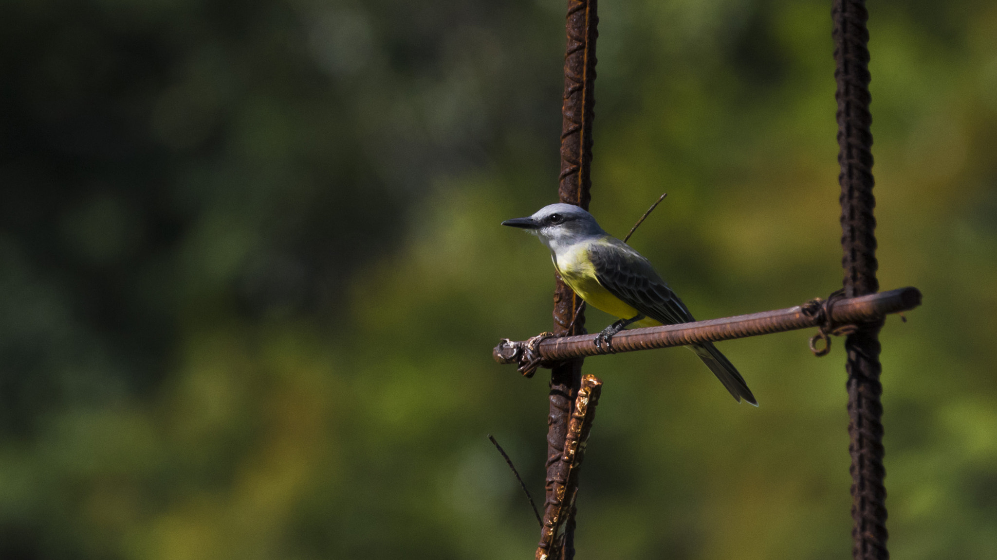 Canon EOS 7D Mark II + Canon EF 70-200mm F2.8L IS II USM sample photo. Don't pull away photography