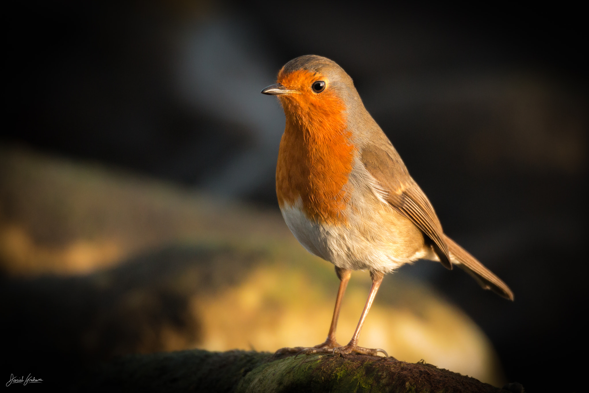 Sigma 150-600mm F5-6.3 DG OS HSM | C sample photo. Robin rock photography