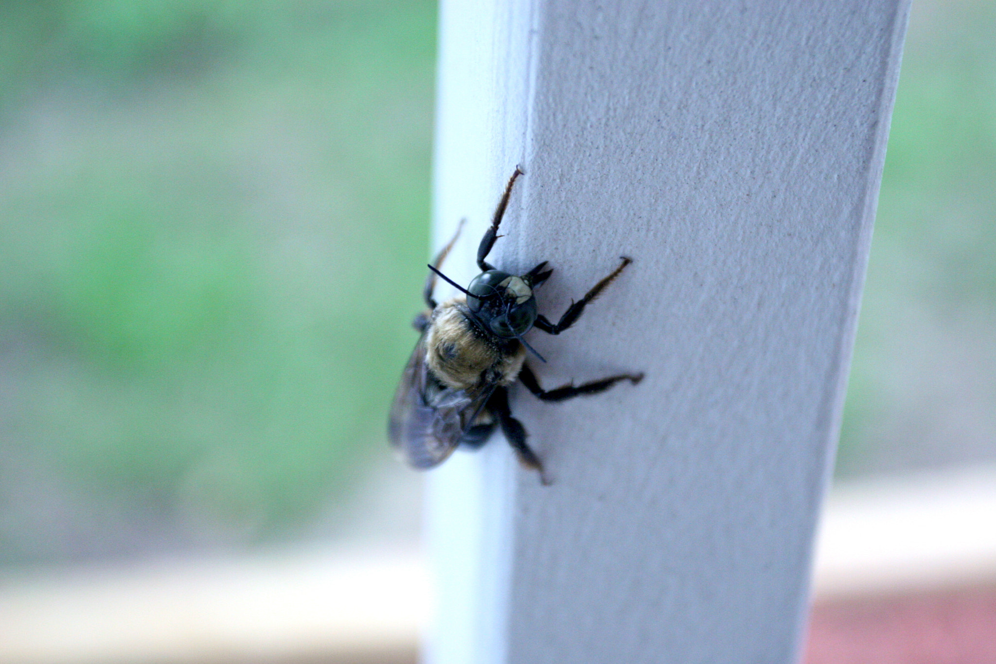 Canon EOS 20D + Canon EF 17-40mm F4L USM sample photo. Resting bee photography