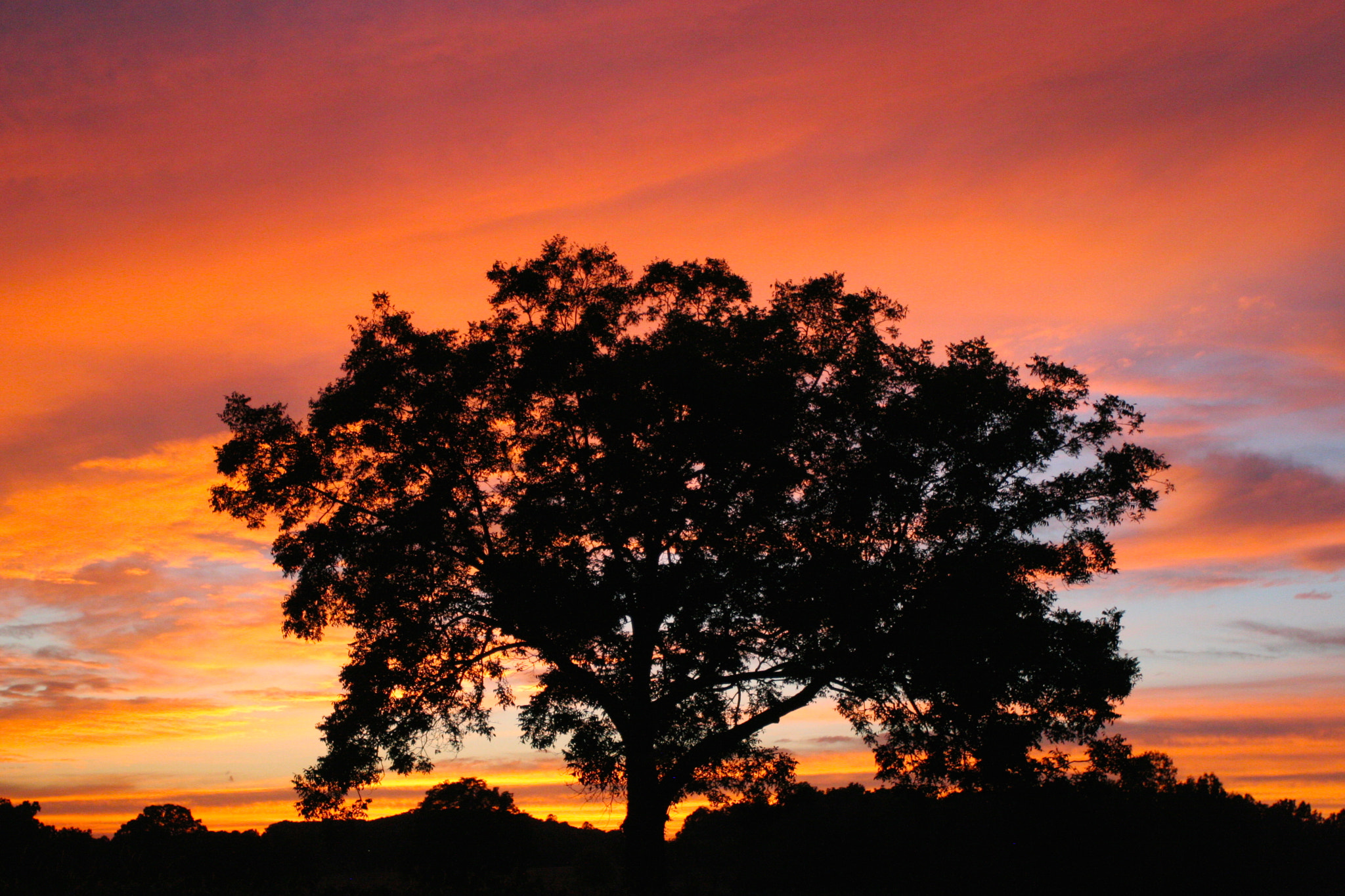 Canon EOS 20D sample photo. Orange sunset behind lone tree photography