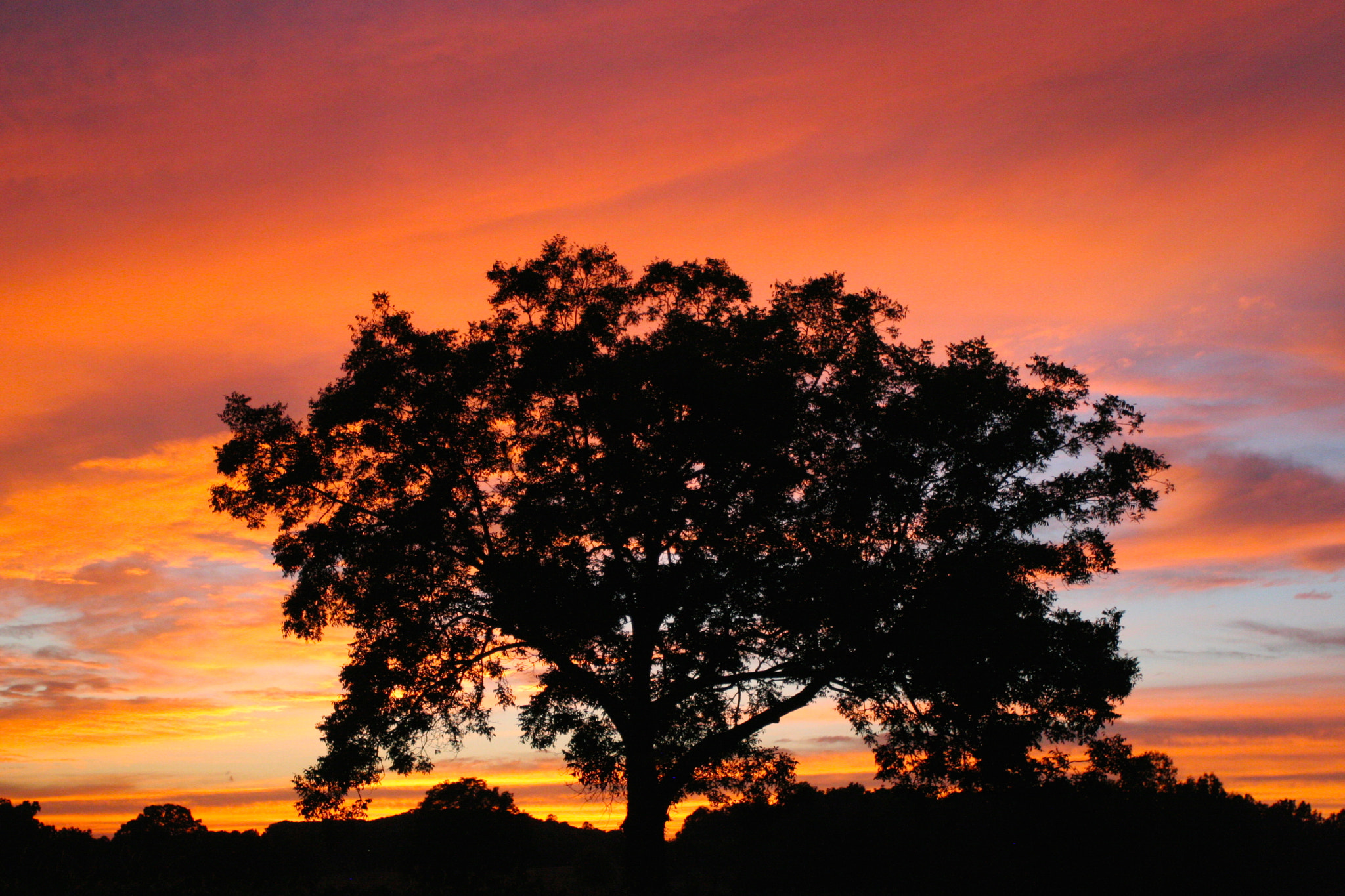 Canon EOS 20D + Canon EF 17-40mm F4L USM sample photo. Orange sunset behind lone tree photography