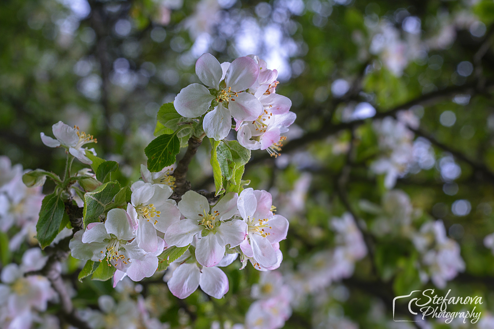 Nikon D7100 sample photo. Blossom photography