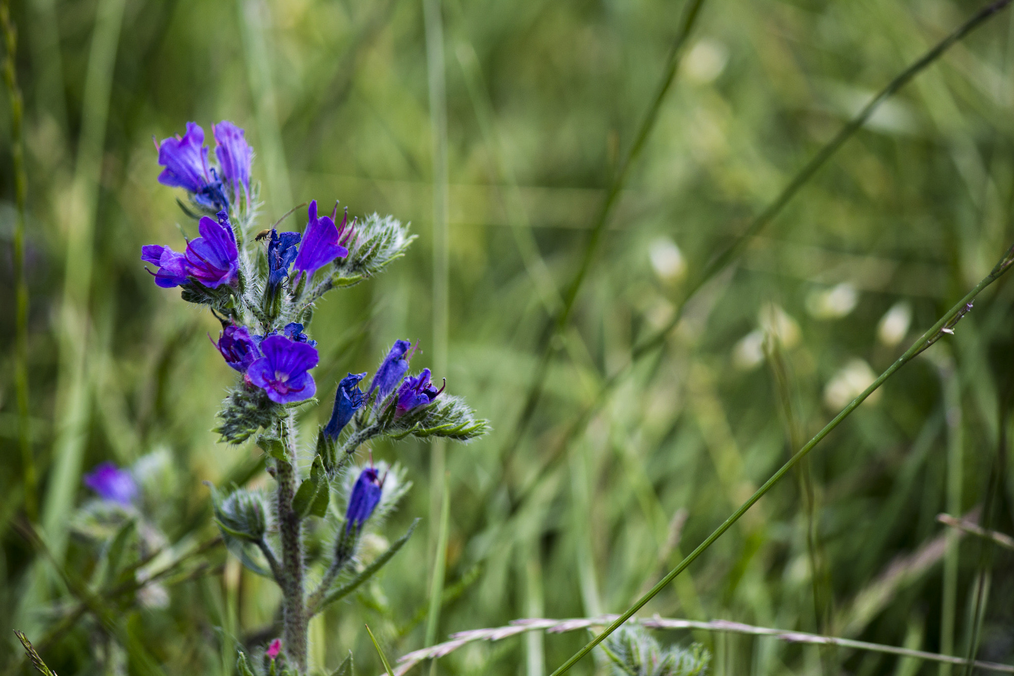 Canon EF-S 55-250mm F4-5.6 IS sample photo. Mountain purple photography