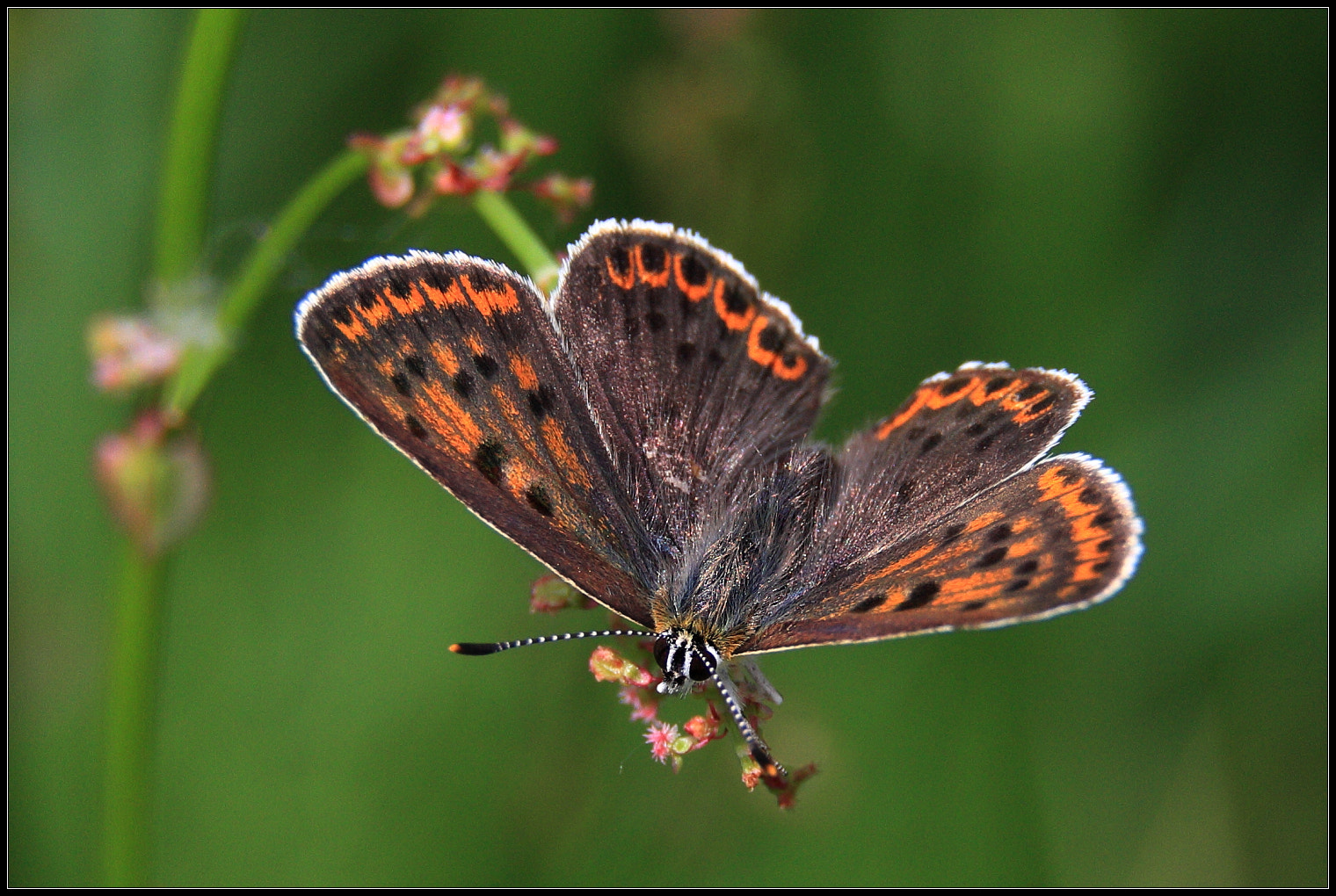 Canon EOS 450D (EOS Rebel XSi / EOS Kiss X2) sample photo. Butterfly photography