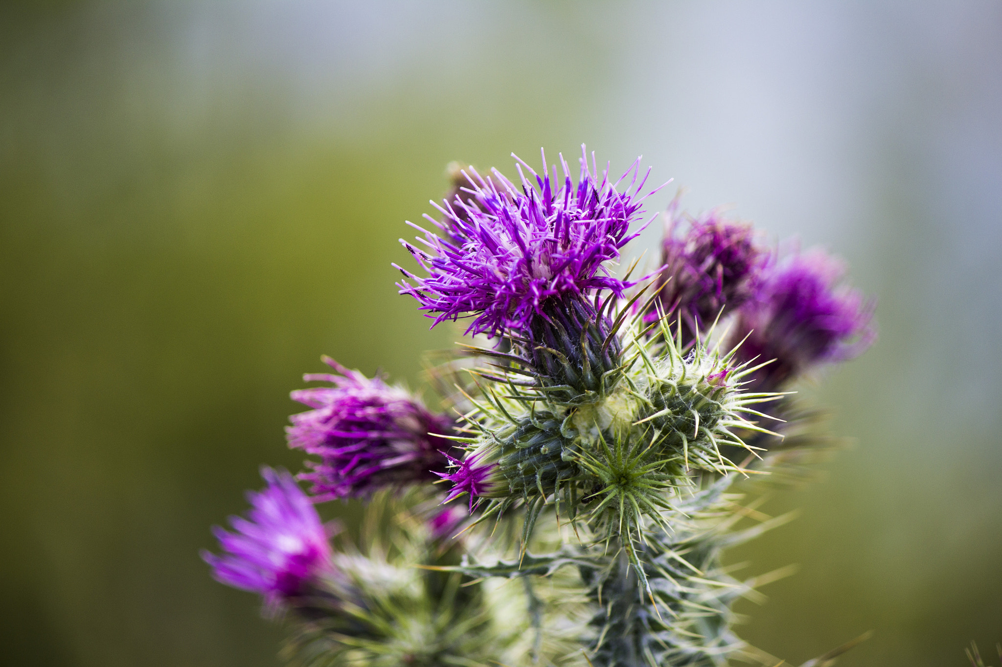 Canon EF-S 55-250mm F4-5.6 IS sample photo. Summer explosion photography