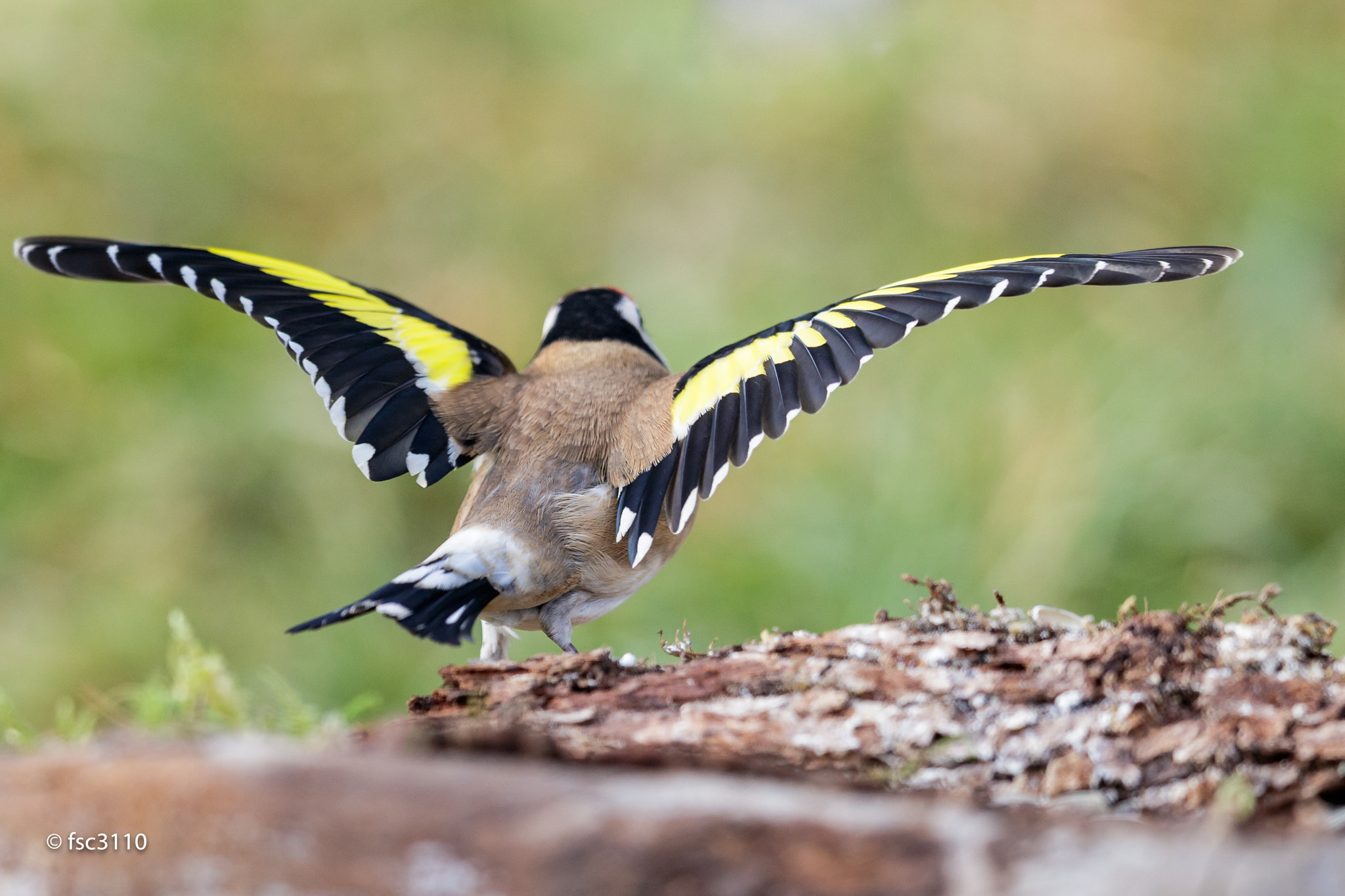 Canon EF 500mm F4L IS II USM sample photo. European goldfinch take-off photography