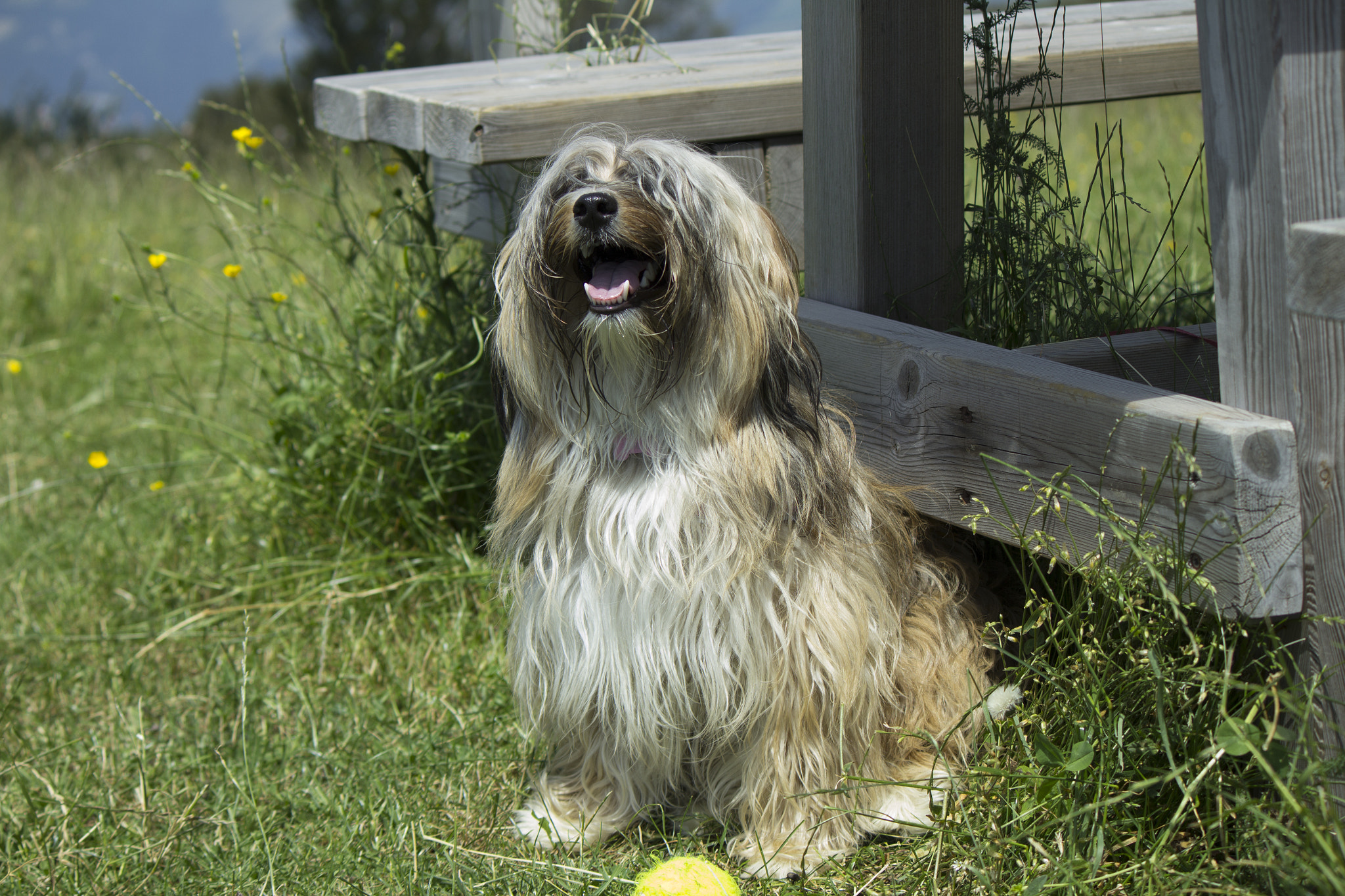 Canon EF-S 55-250mm F4-5.6 IS sample photo. Happiness photography