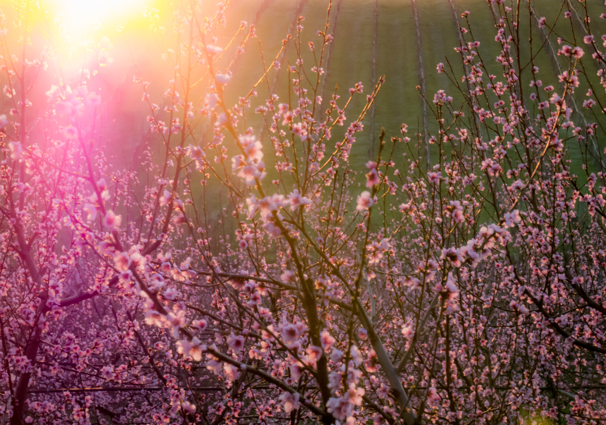 Panasonic Lumix DMC-G6 sample photo. Sunset and peach flowers photography