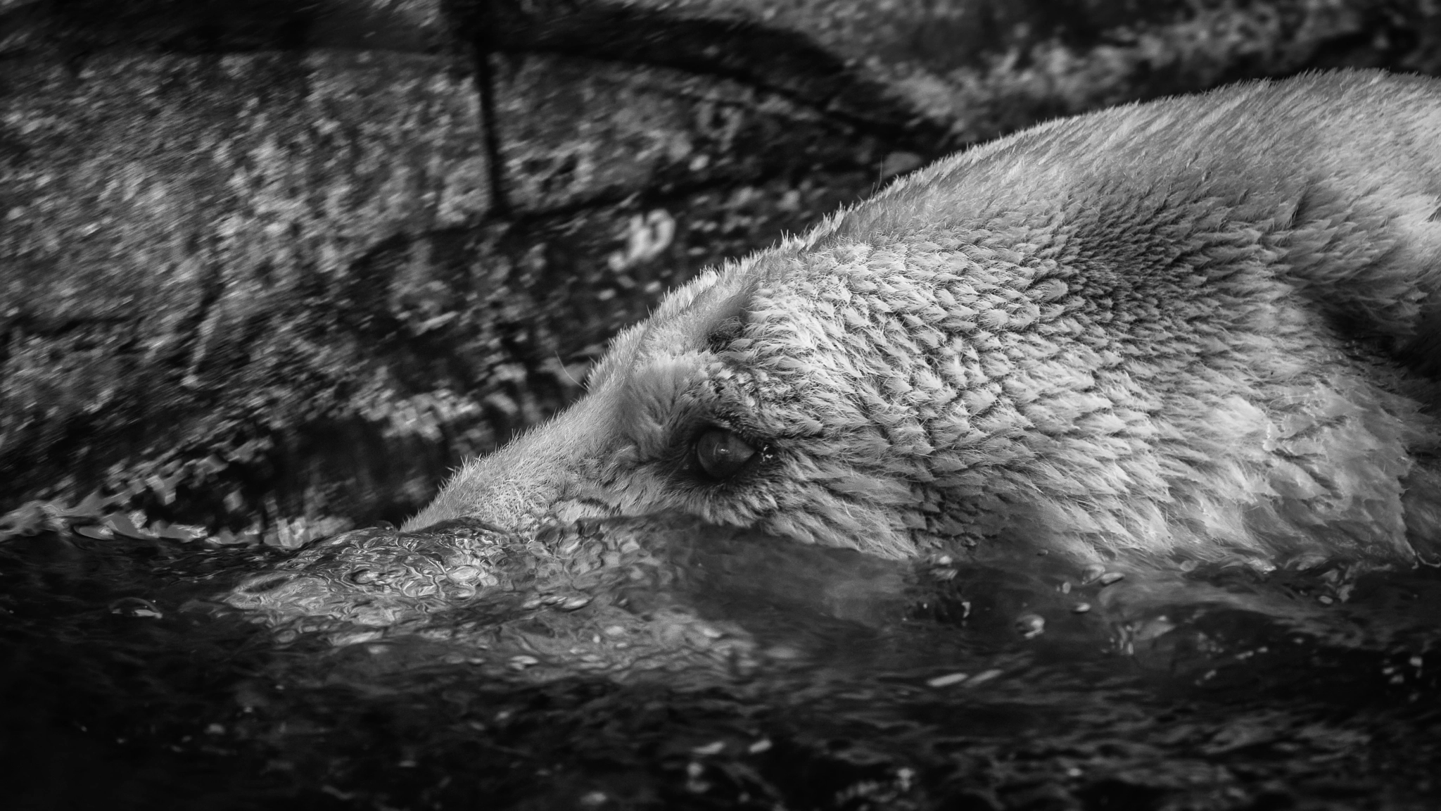 Sigma 50-500mm F4.5-6.3 DG OS HSM sample photo. Icebear photography