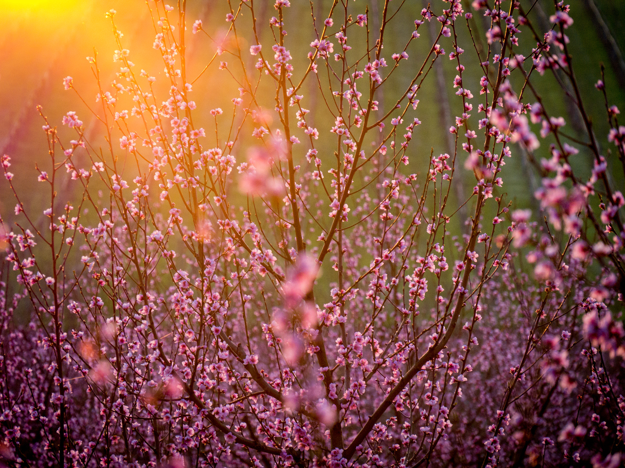 Panasonic Lumix DMC-G6 sample photo. Sunset and peach flowers photography