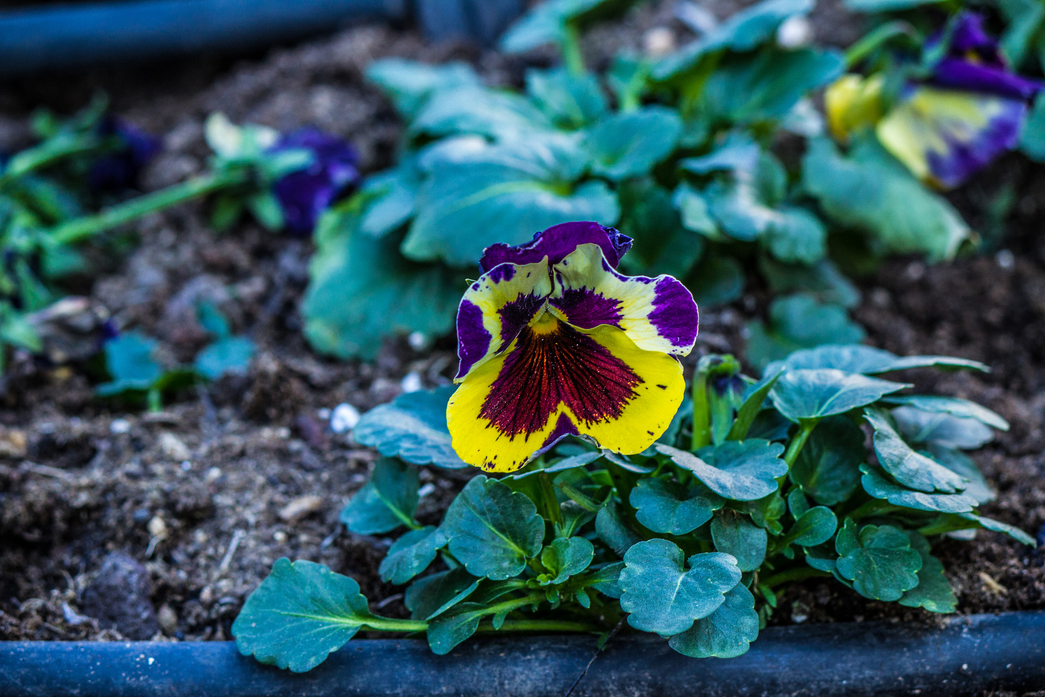 Canon EF-S 55-250mm F4-5.6 IS sample photo. City flower photography