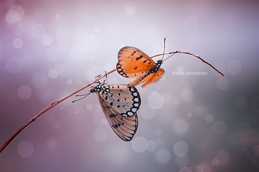 Canon EOS 50D sample photo. Kawin gantung photography